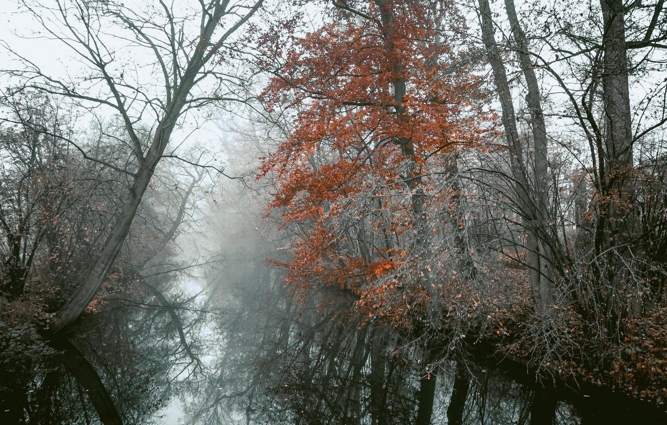 Wallpaper river, trees, nature, autumn, leaves, landscapes, fog