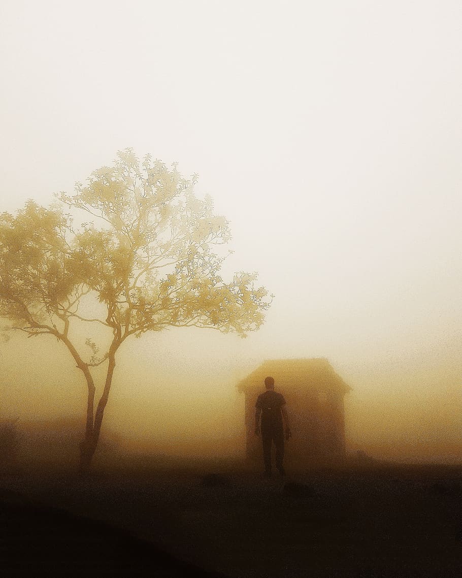 HD wallpaper: Photo of Man Near Tree, back view, environment, fog