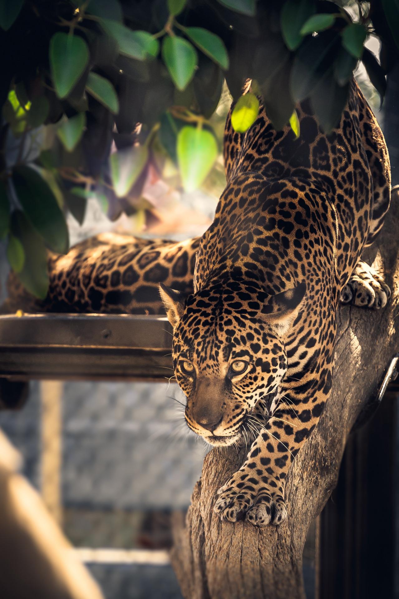 Big Cat Leopard Feline Jaguar Fur Predator Animal Wild