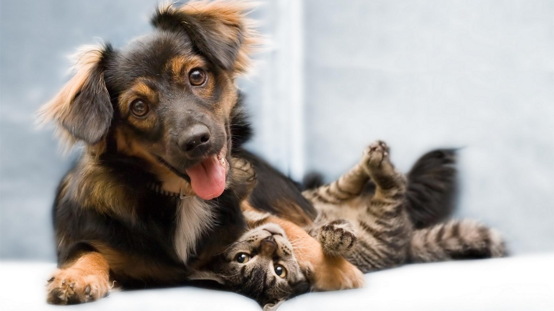 funny cats and dogs together