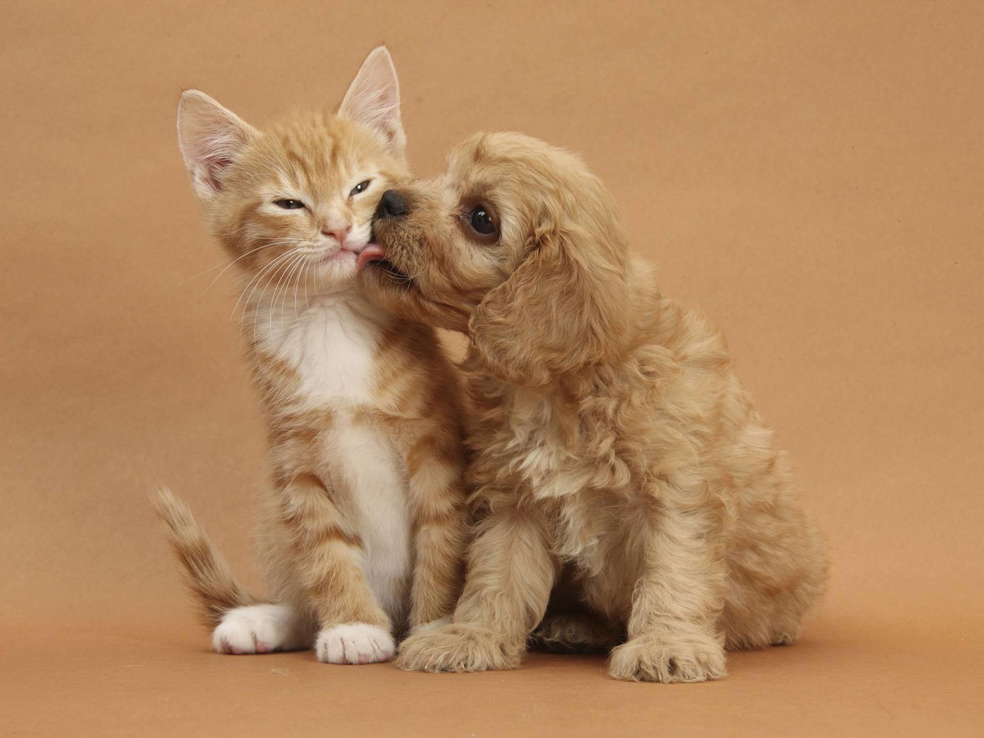 funny dog and cat wallpaper