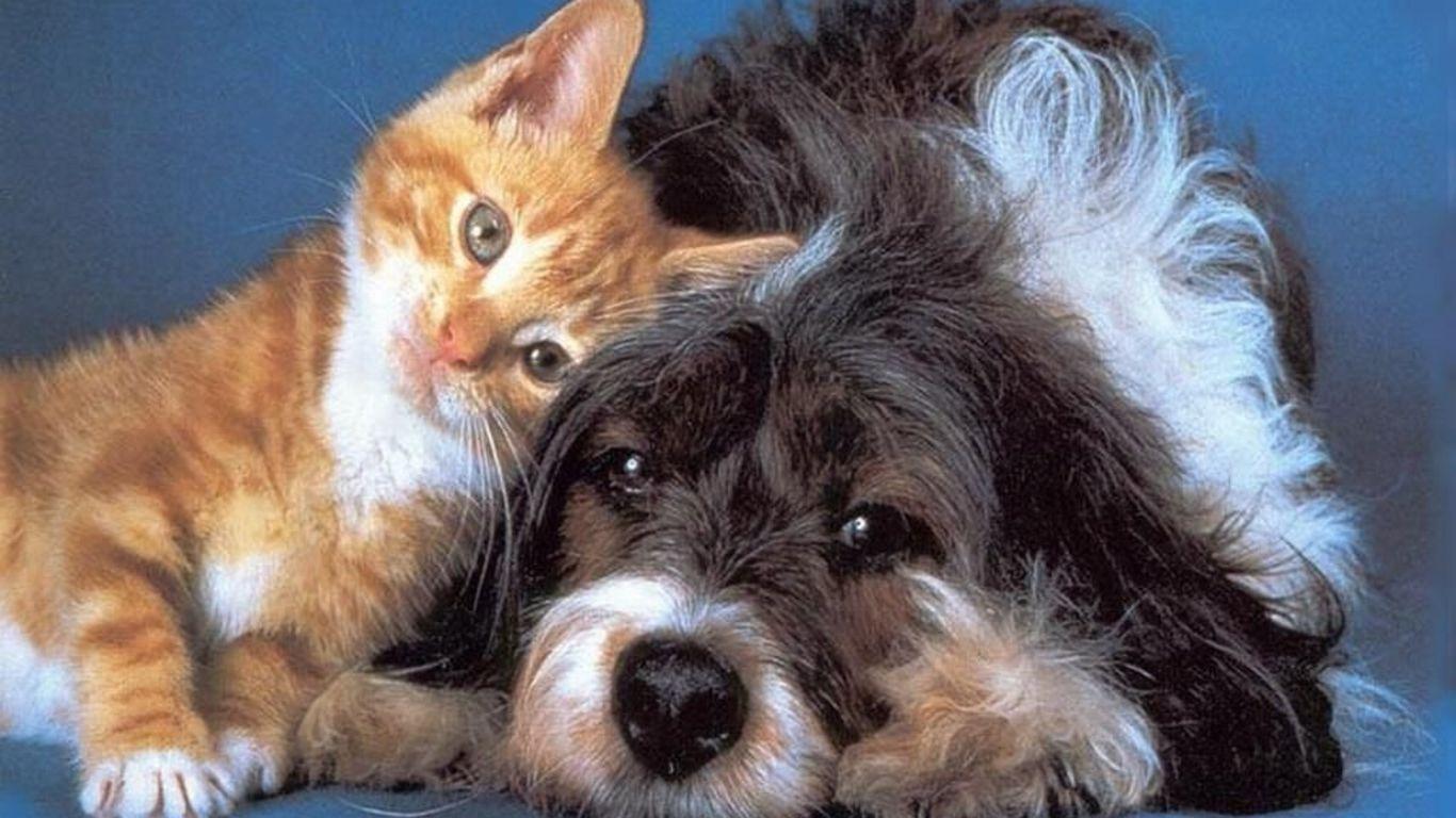 cats and dogs wallpaper. Cute animals, Cute cats, Pets