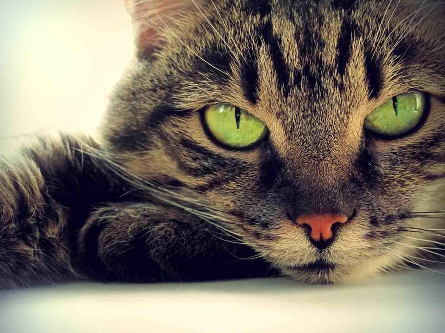 Funny Cat and Dog Wallpaper for Android