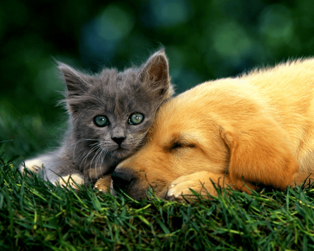 Animal Dog Dogs Grass Adorable Cat Kitten Puppy Love Cute