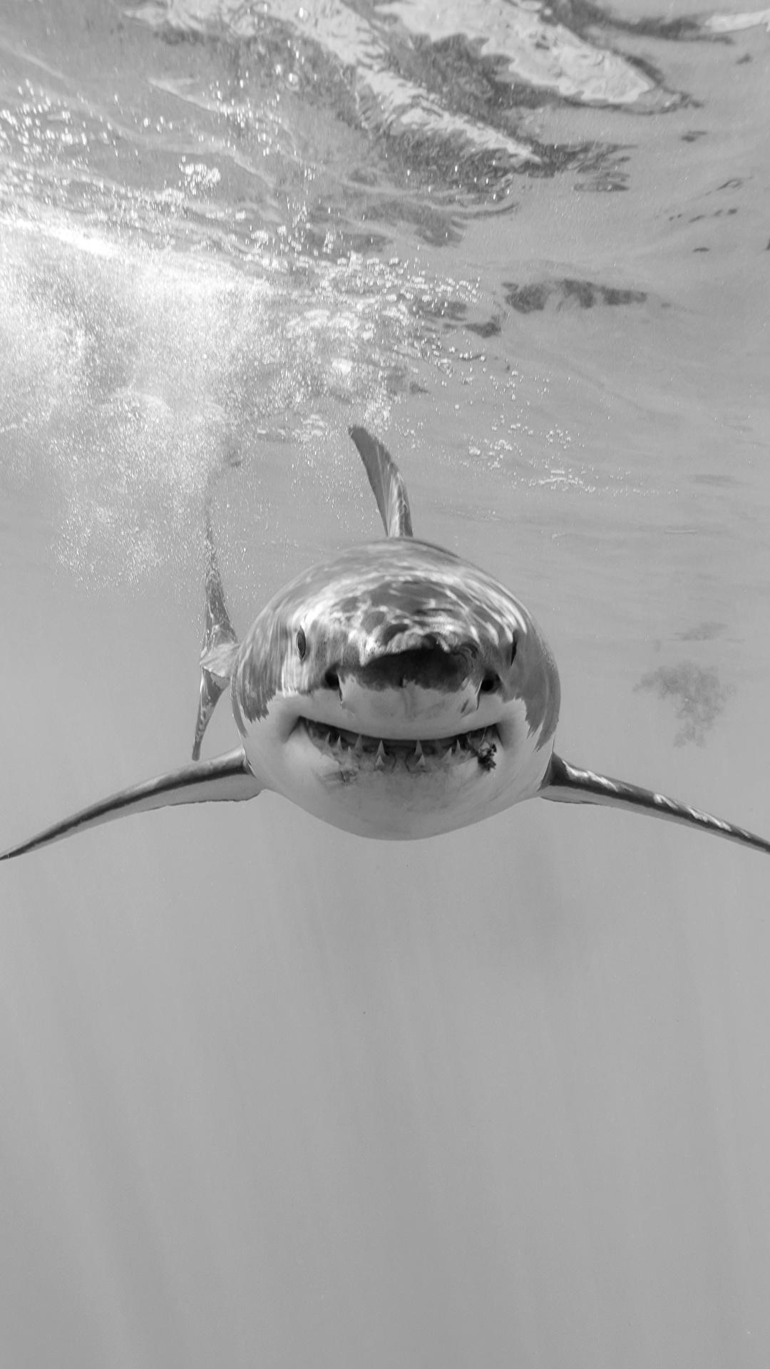Picture Sharks Underwater world Black and white Animals 1080x1920