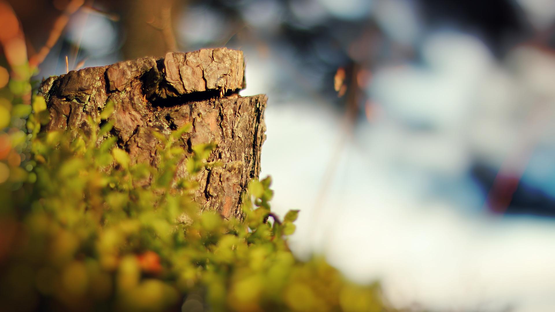 Full HD Wallpaper, Download 1080p Desktop Background