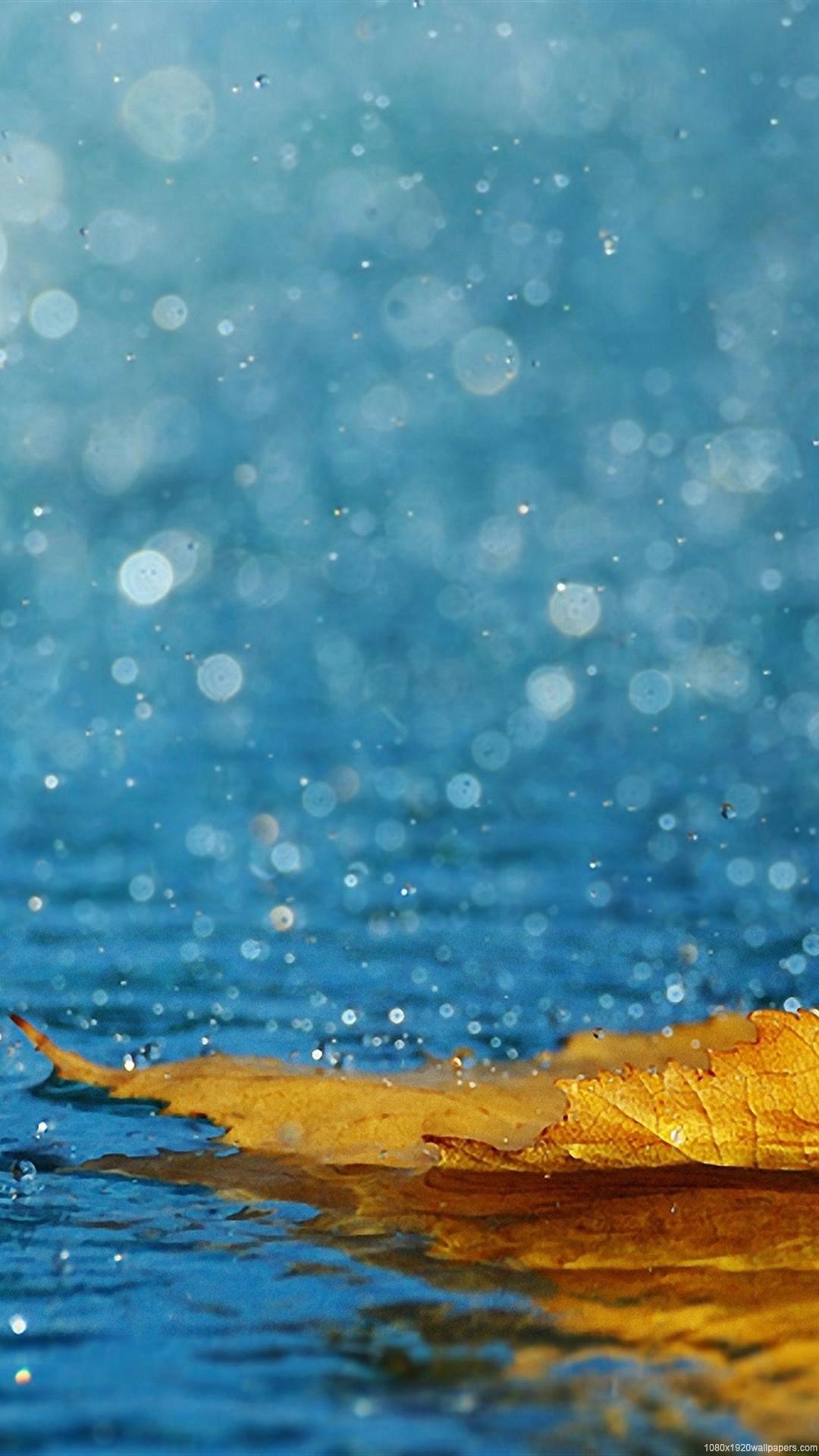 Autumn Leaf Water Rain Wallpaper