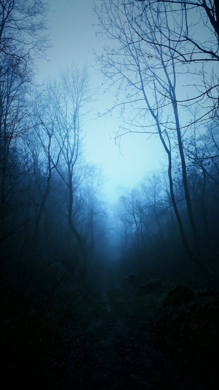 mist, Nature, Dark, Blue, Trees .wallup.net
