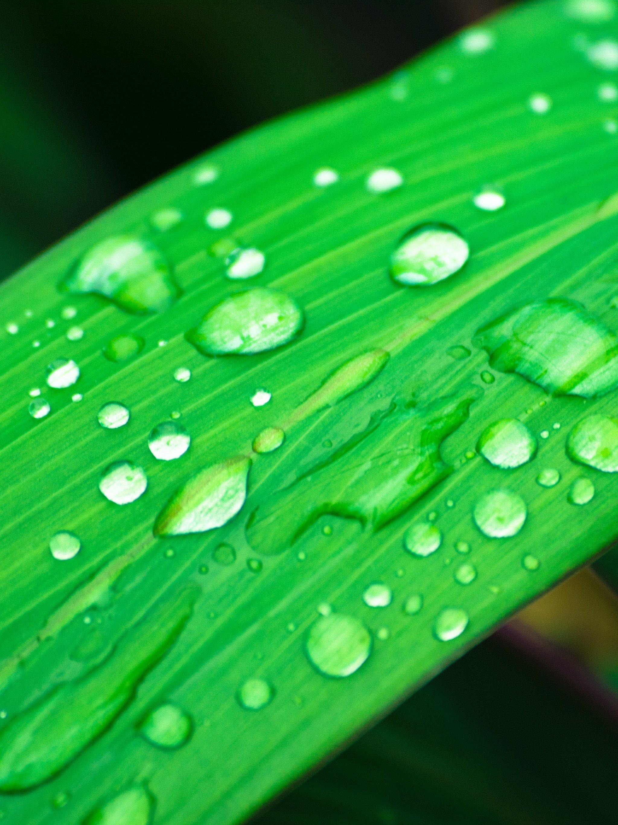 Grass in Rain Wallpaper, Android & Desktop Background