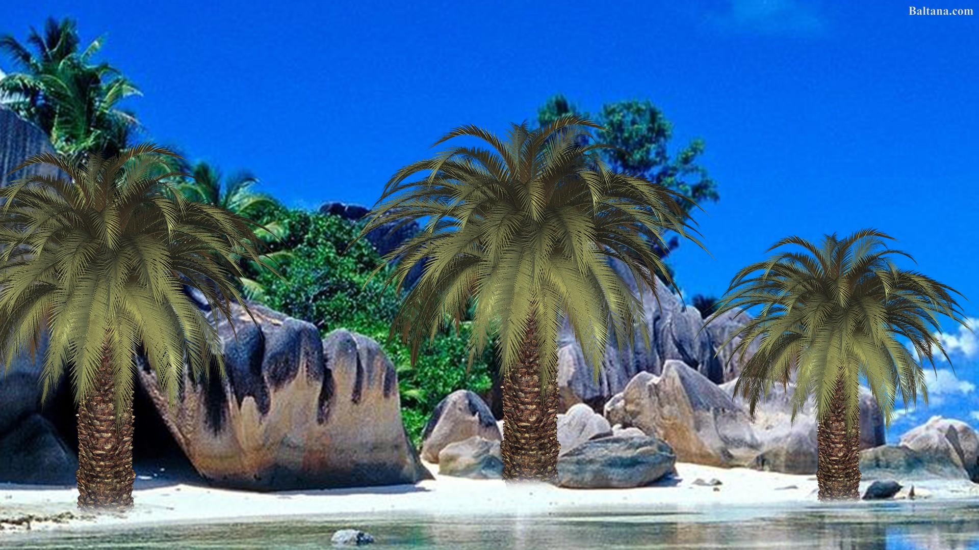 Palm Tree HD Desktop Wallpaper Trees Wallpaper Hd, Download