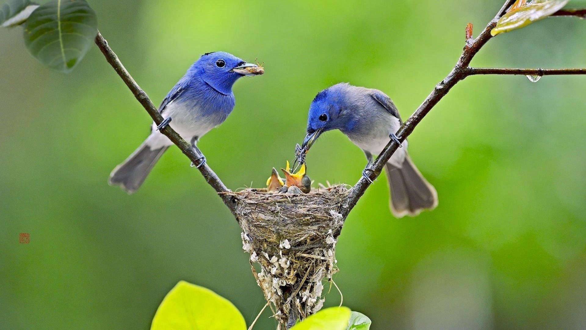 Birds Feeding their Babies HD Wallpaper. Background Image