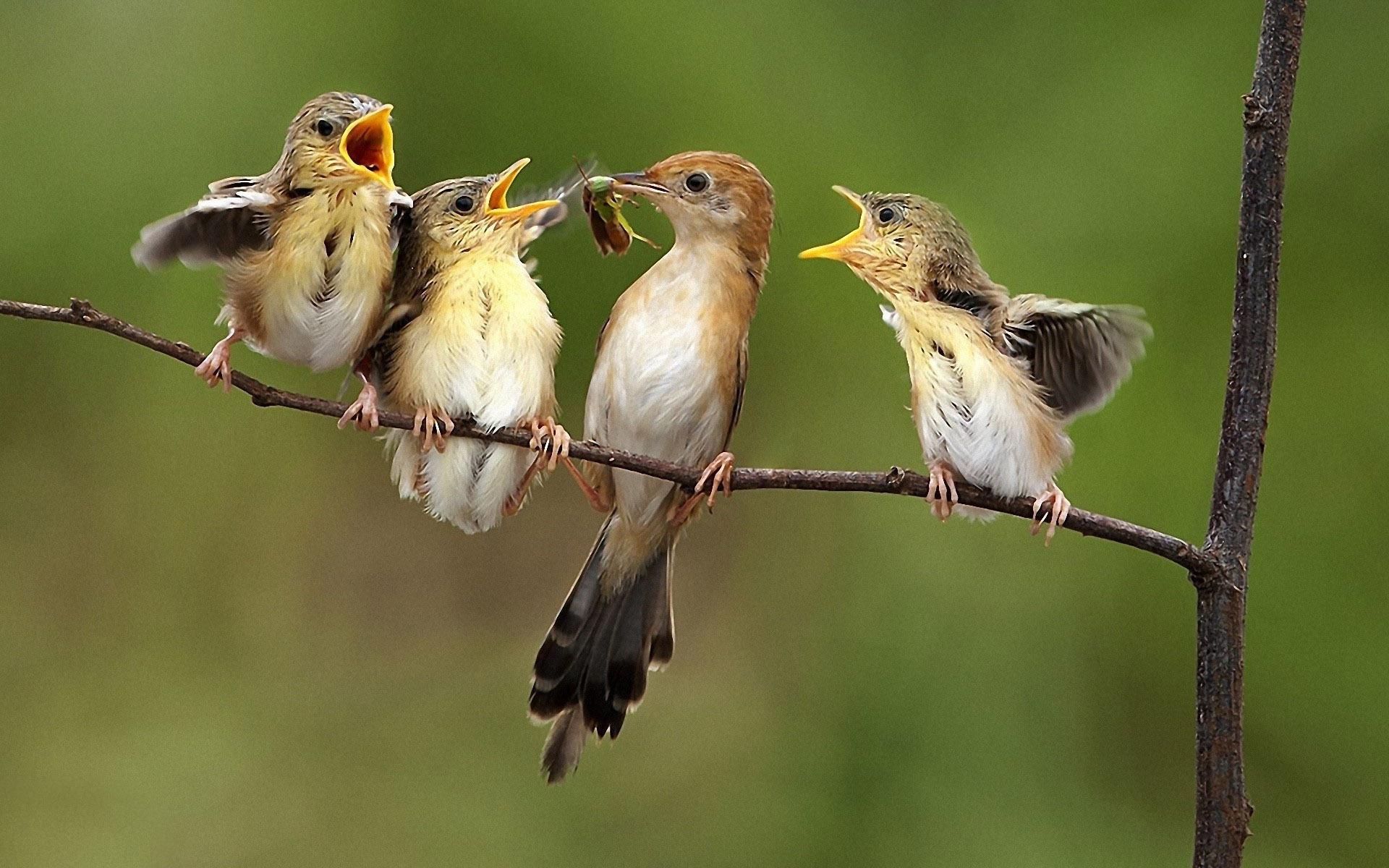 Birds feeding wallpaper
