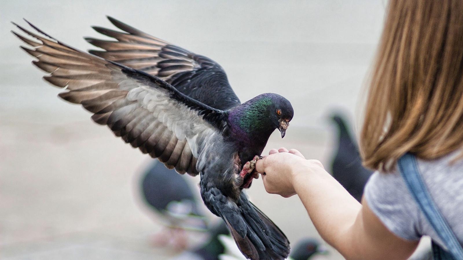 Mesmerizing How To Get Birds To Come To Feeder Picture in 4K Mesmerizing How To Get Birds To Come To Feeder Picture in 4K