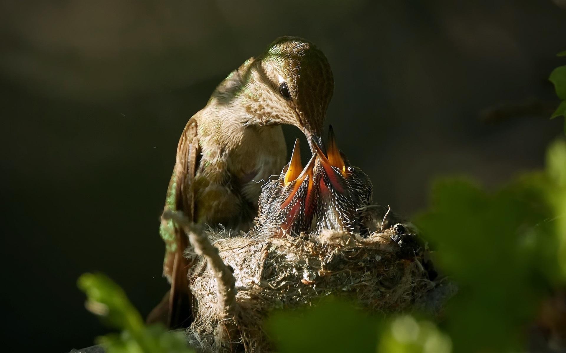 Wallpaper Bird feeding little birds 1920x1200 HD Picture, Image