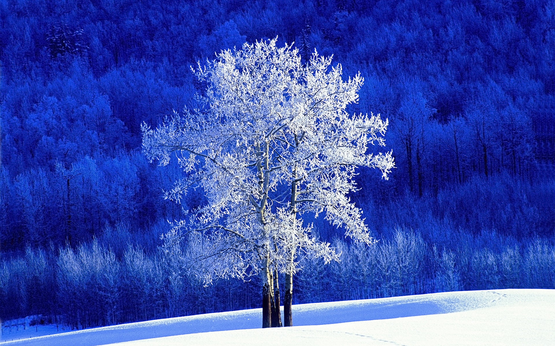 Frosted Aspen Tree # 1920x1200. All For Desktop