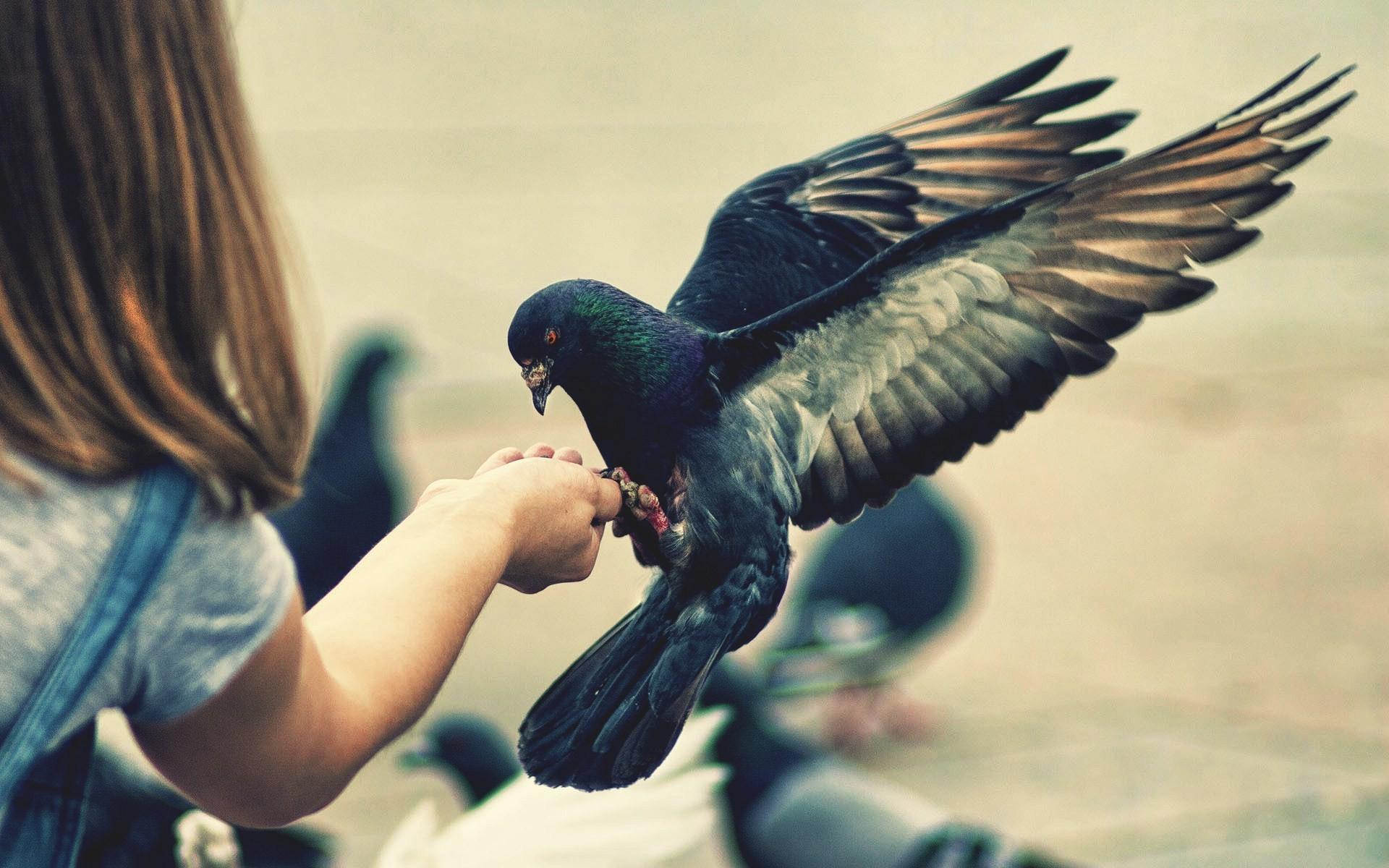 Download 1920x1200 Feeding Pigeons Wallpaper