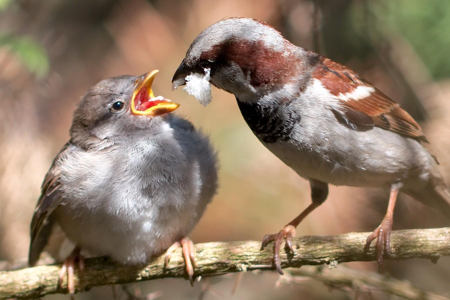 Passer Domesticus Male Feeding Chick