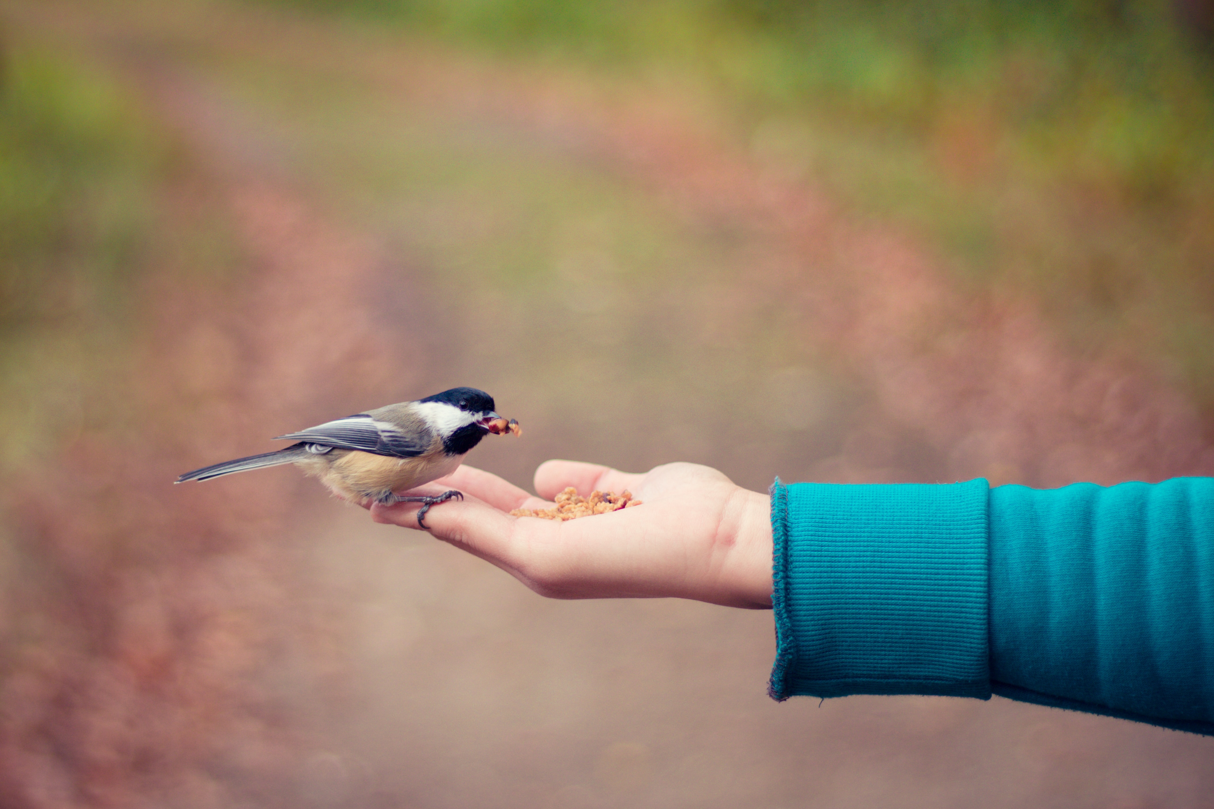 Bird Feeding Picture. Download Free Image