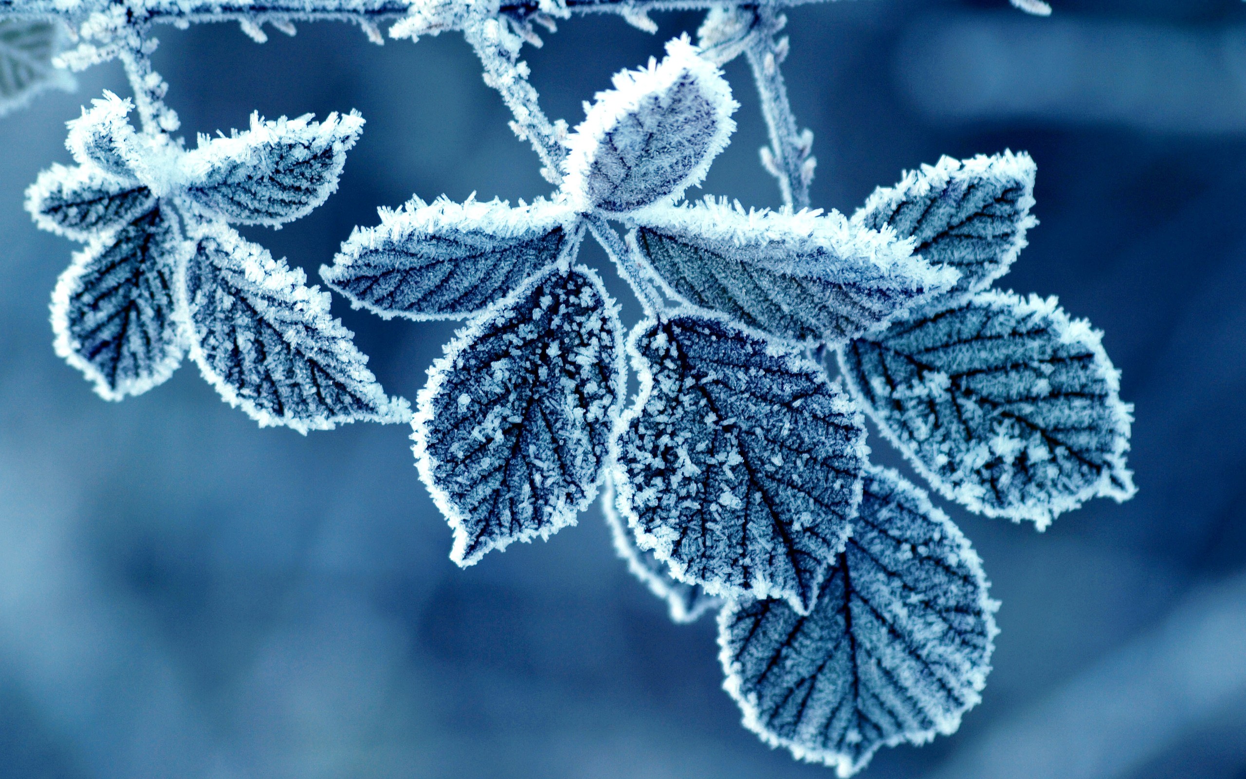 Leaves Frost Winter Blue HD wallpaper. nature and landscape
