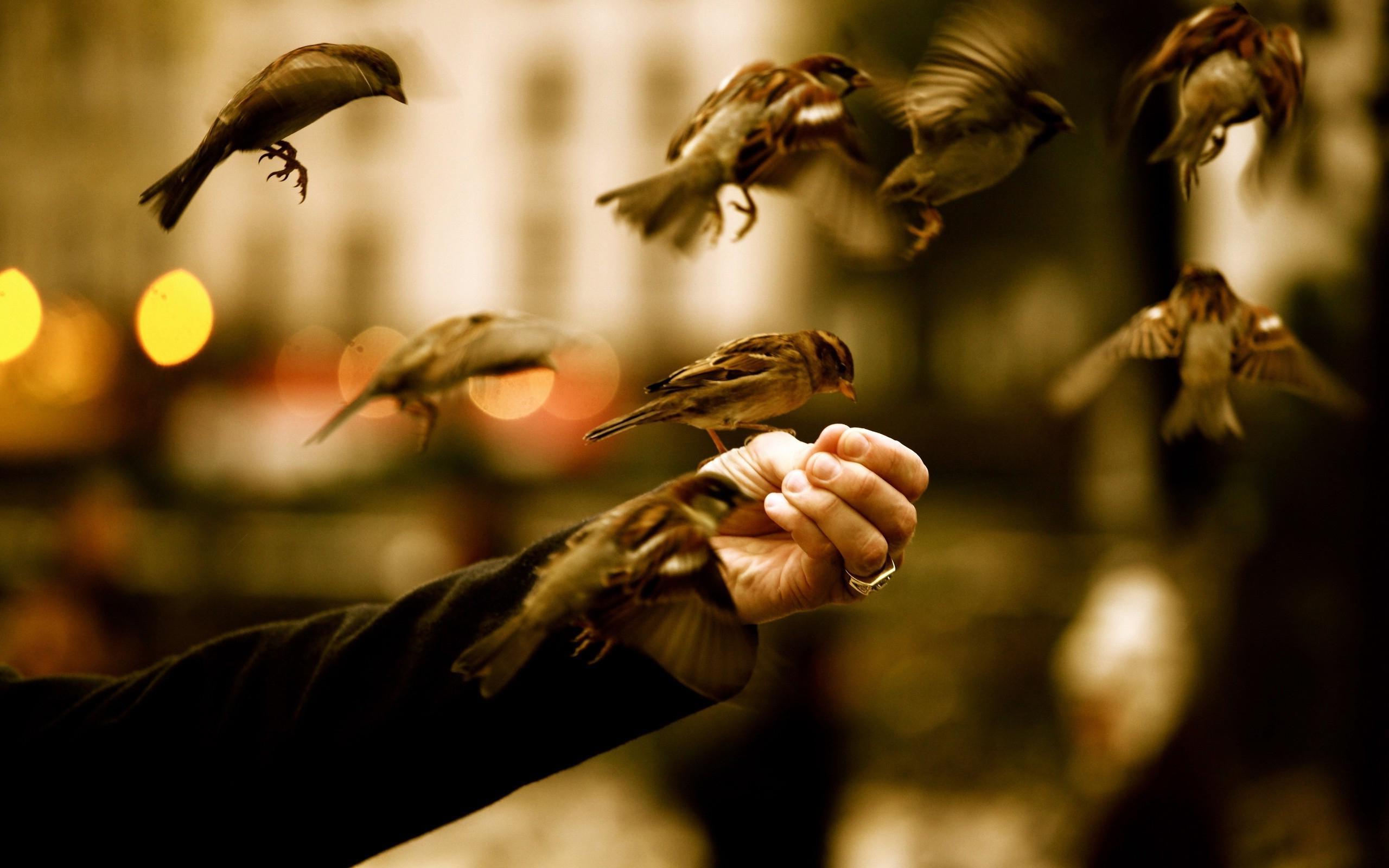 Free photo: Sparrow Feed, Bird, Feed