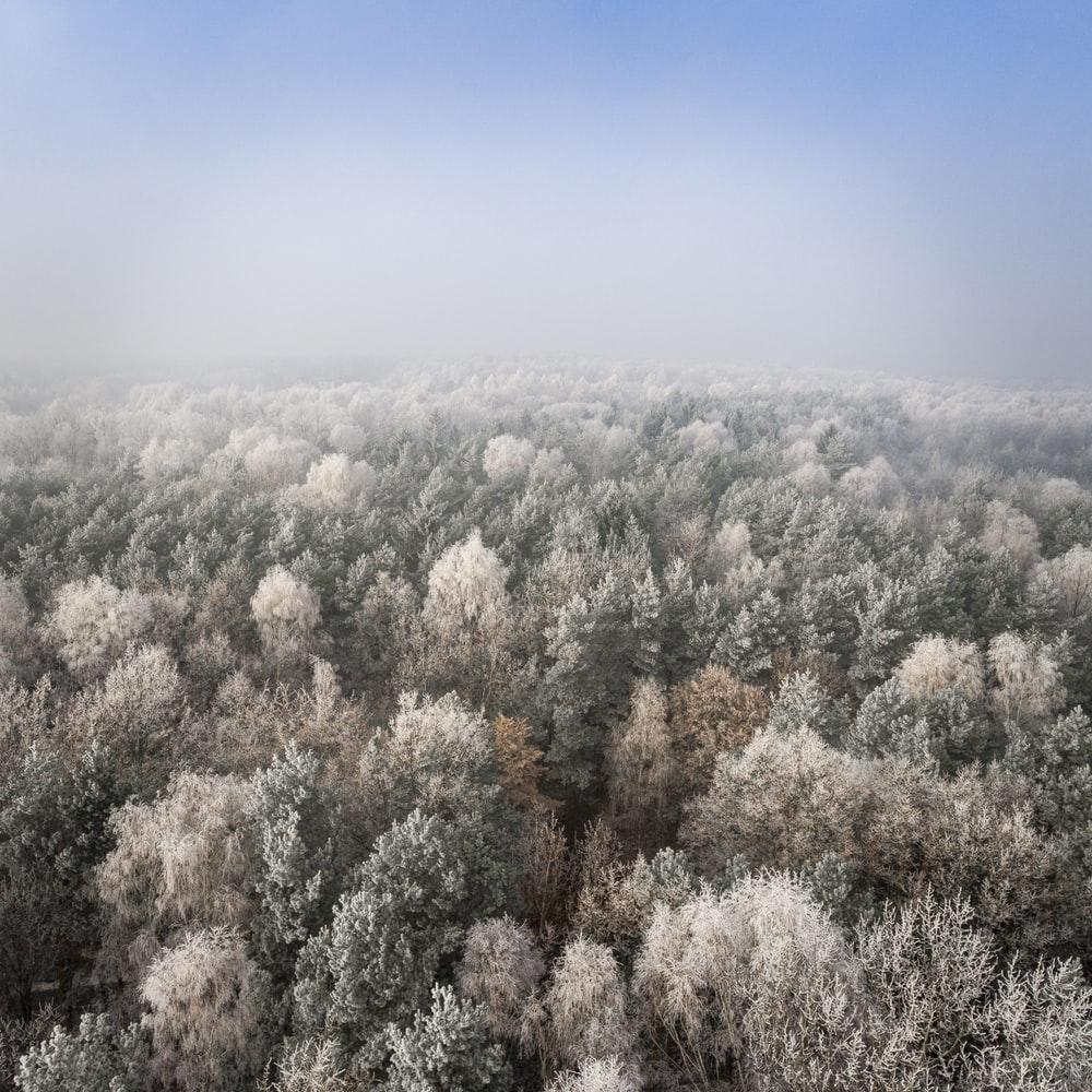 Frosted Trees Picture. Download Free Image