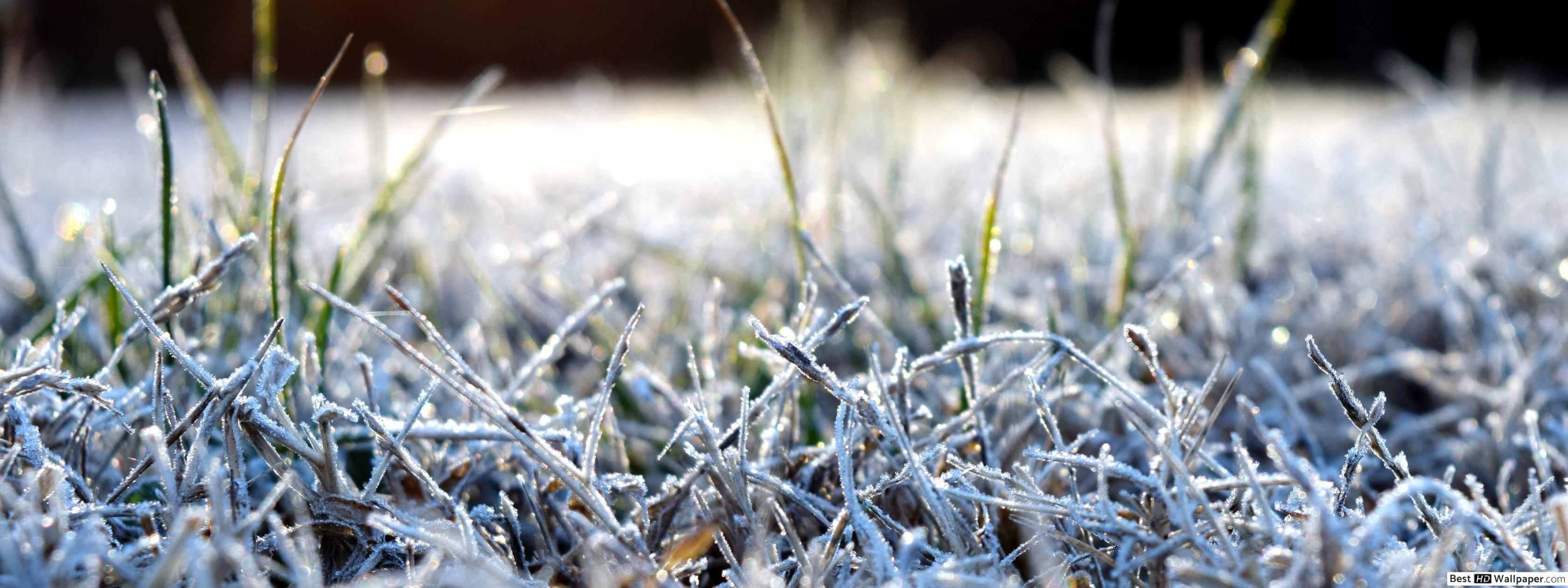 Frosted Grass HD wallpaper download