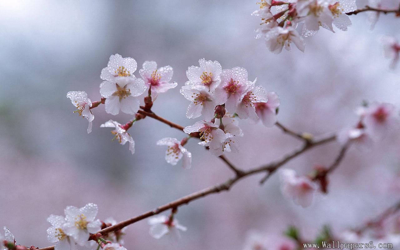 Free download landscape wallpaper cherry blossom with frost
