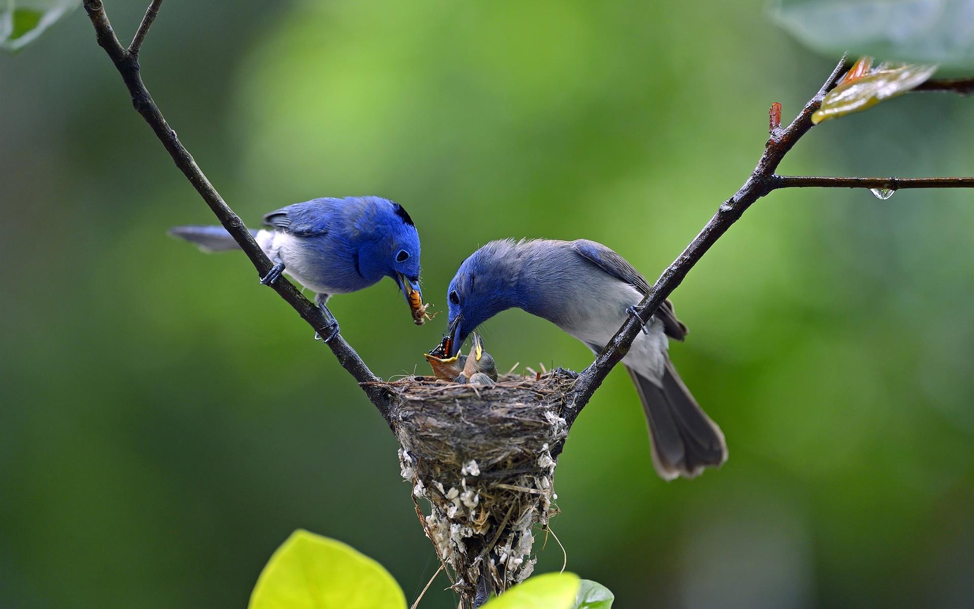 Wallpaper Two blue birds, feeding, tree 1920x1200 HD Picture, Image