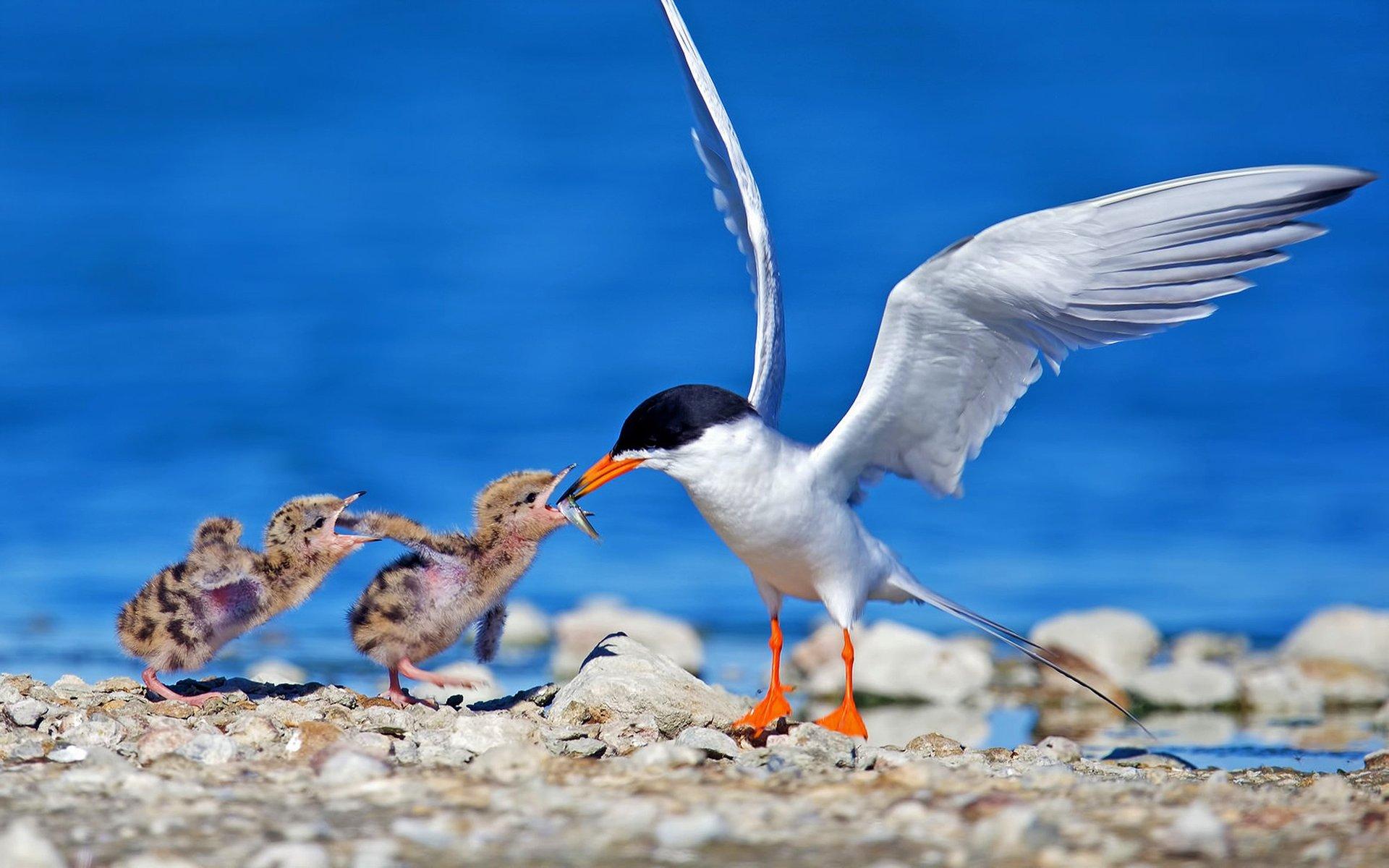 Seagull Feeding her Two Chicks HD Wallpaper. Background Image