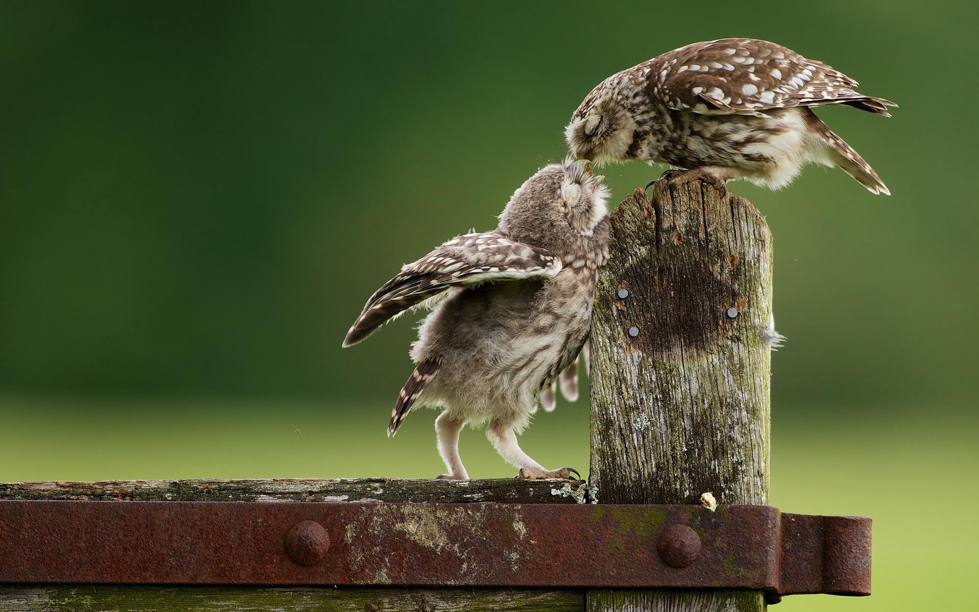 Wallpaper Owls, baby bird feeding 1920x1200 HD Picture, Image