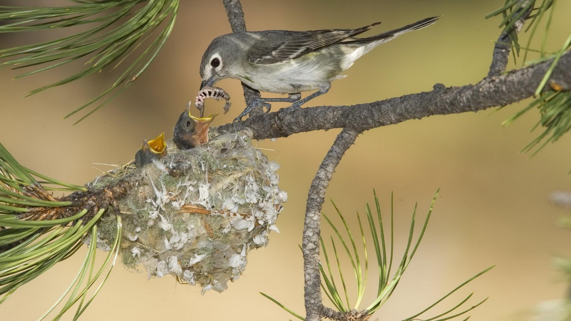Mother Bird Feeding Baby Birds