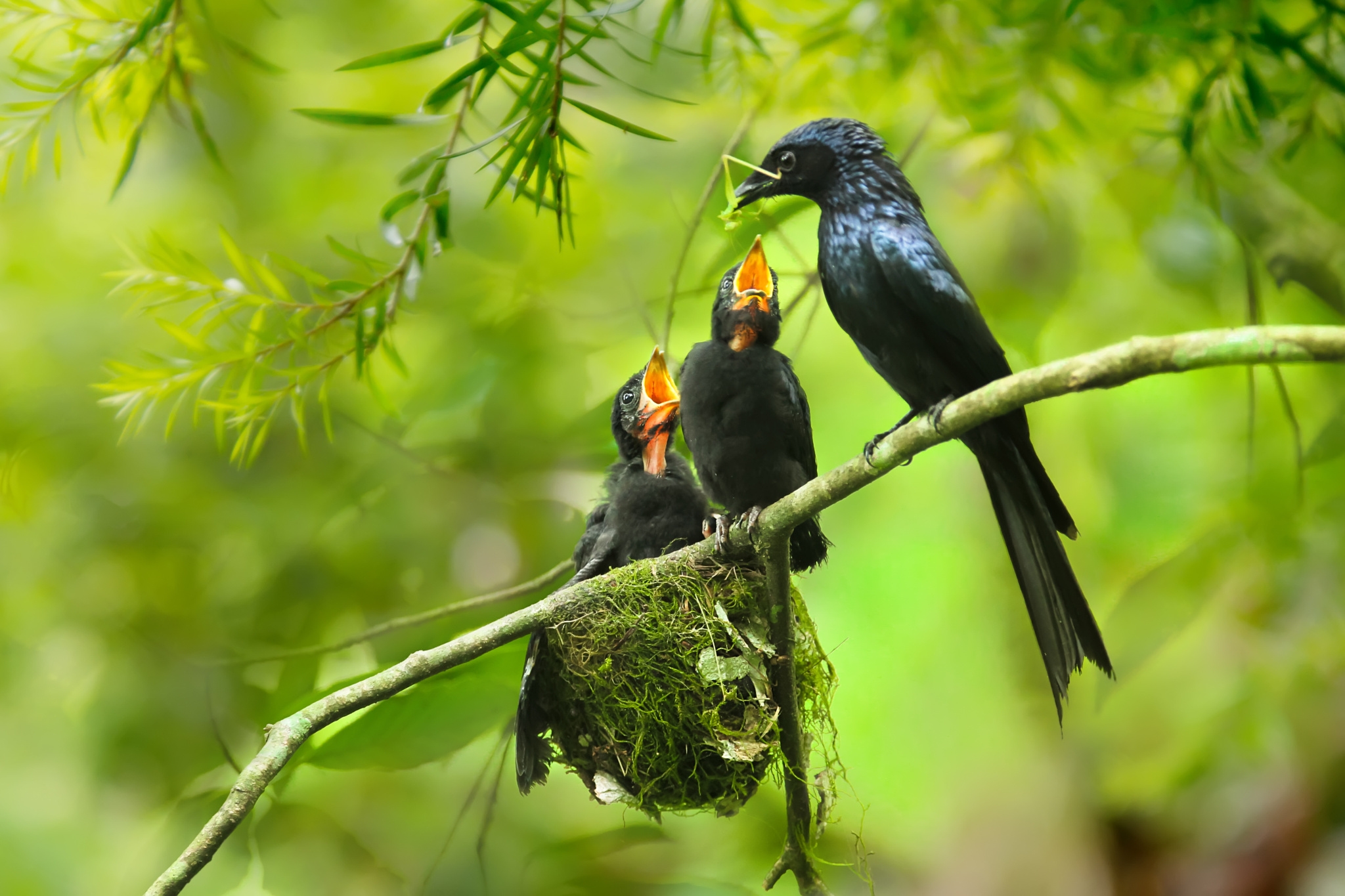 Small Black Bird Feeding her Young HD Wallpaper. Background Image