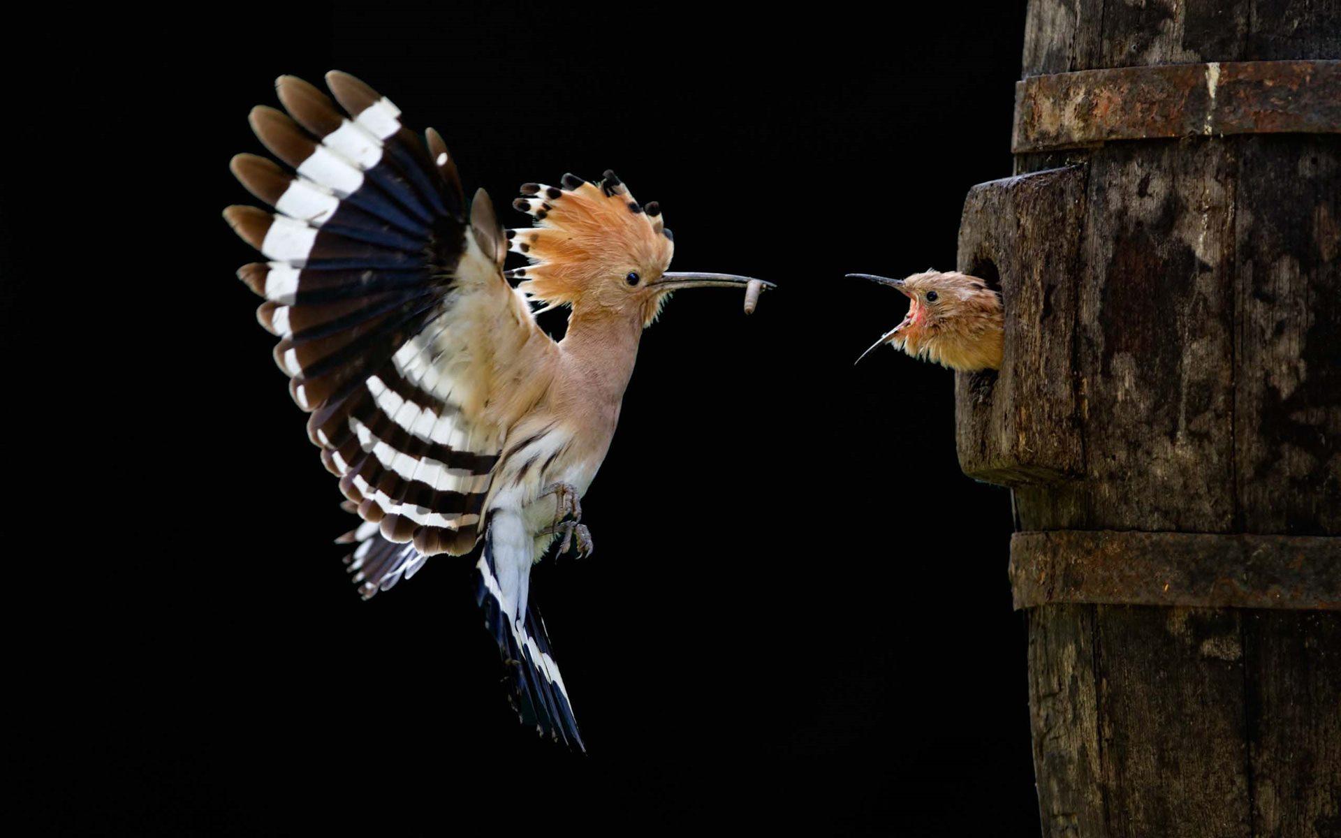 Hoopoe Bird Feeding HD Wallpaper