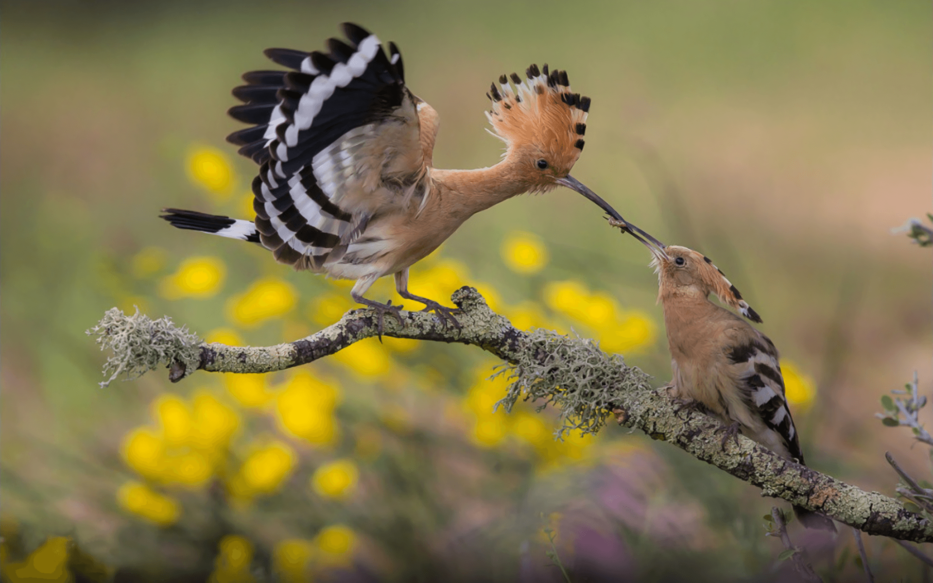 Hoopoe Feeding Her Young HD Wallpaper. Background Image