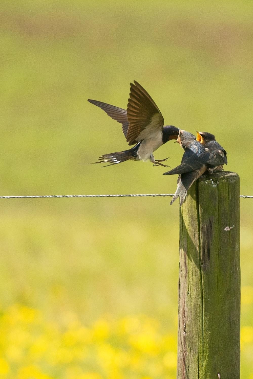 Swallow Picture. Download Free Image