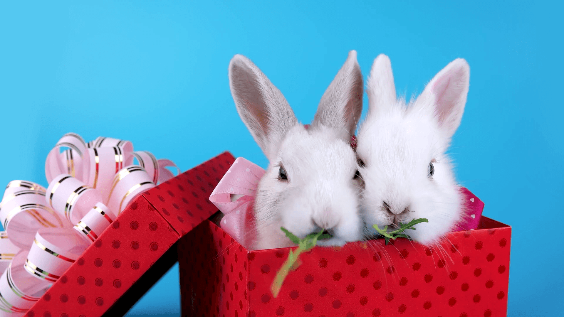 Valentines Day Bunnies Wallpapers - Wallpaper Cave