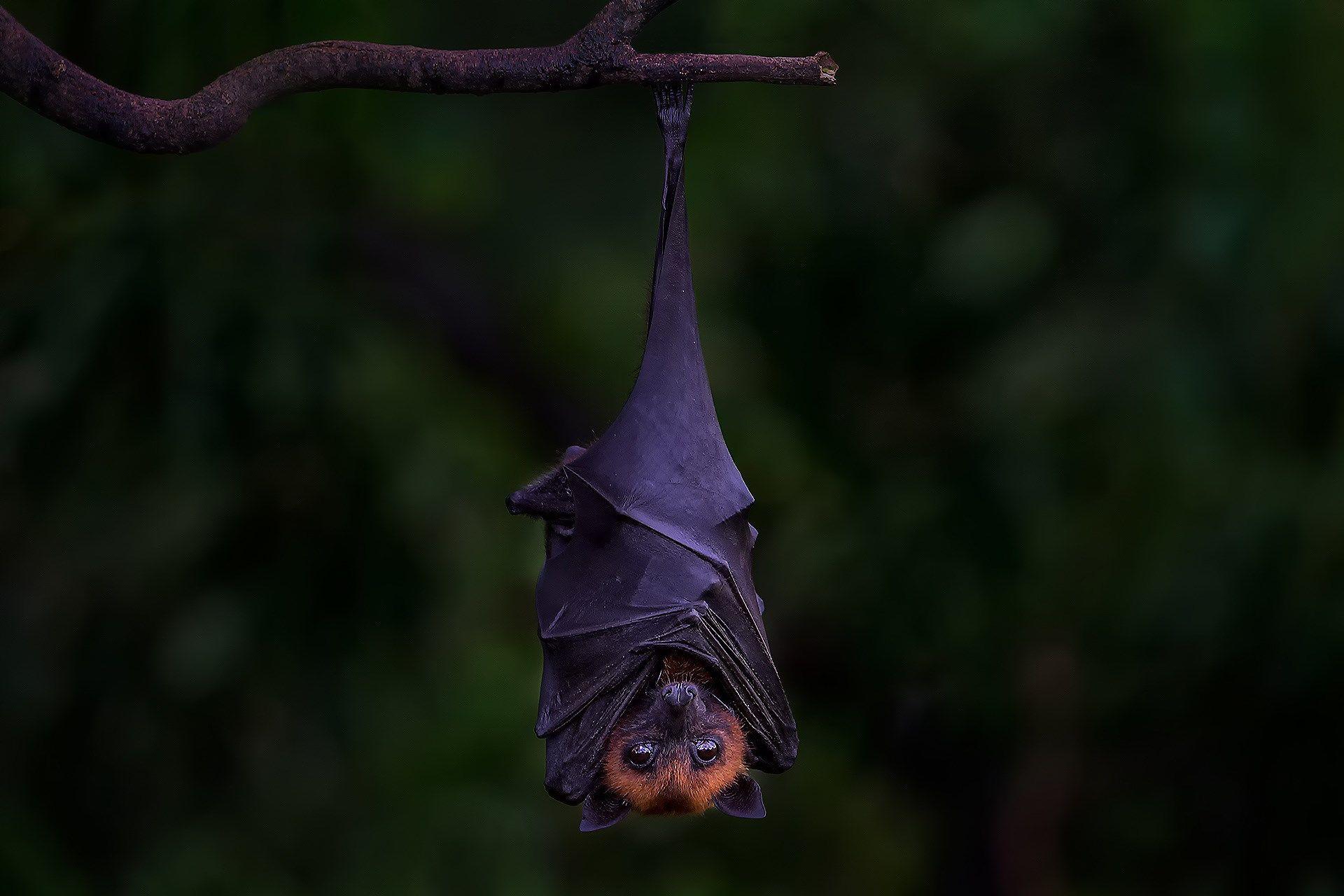 bat wallpaper background HD (Haines Nail 1920x1280). Hanging