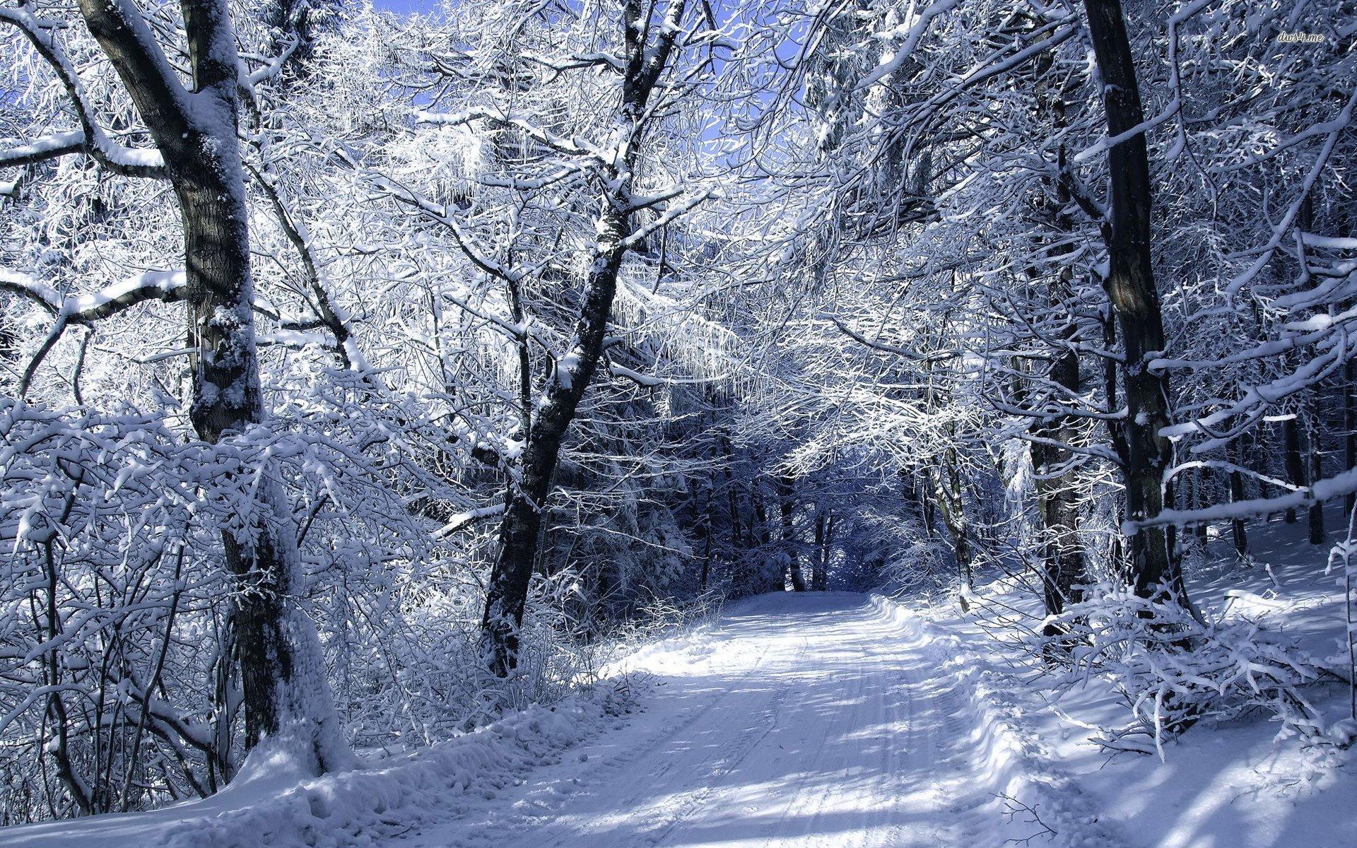 VJ: Road in winter forest, Jennifer Rollins background