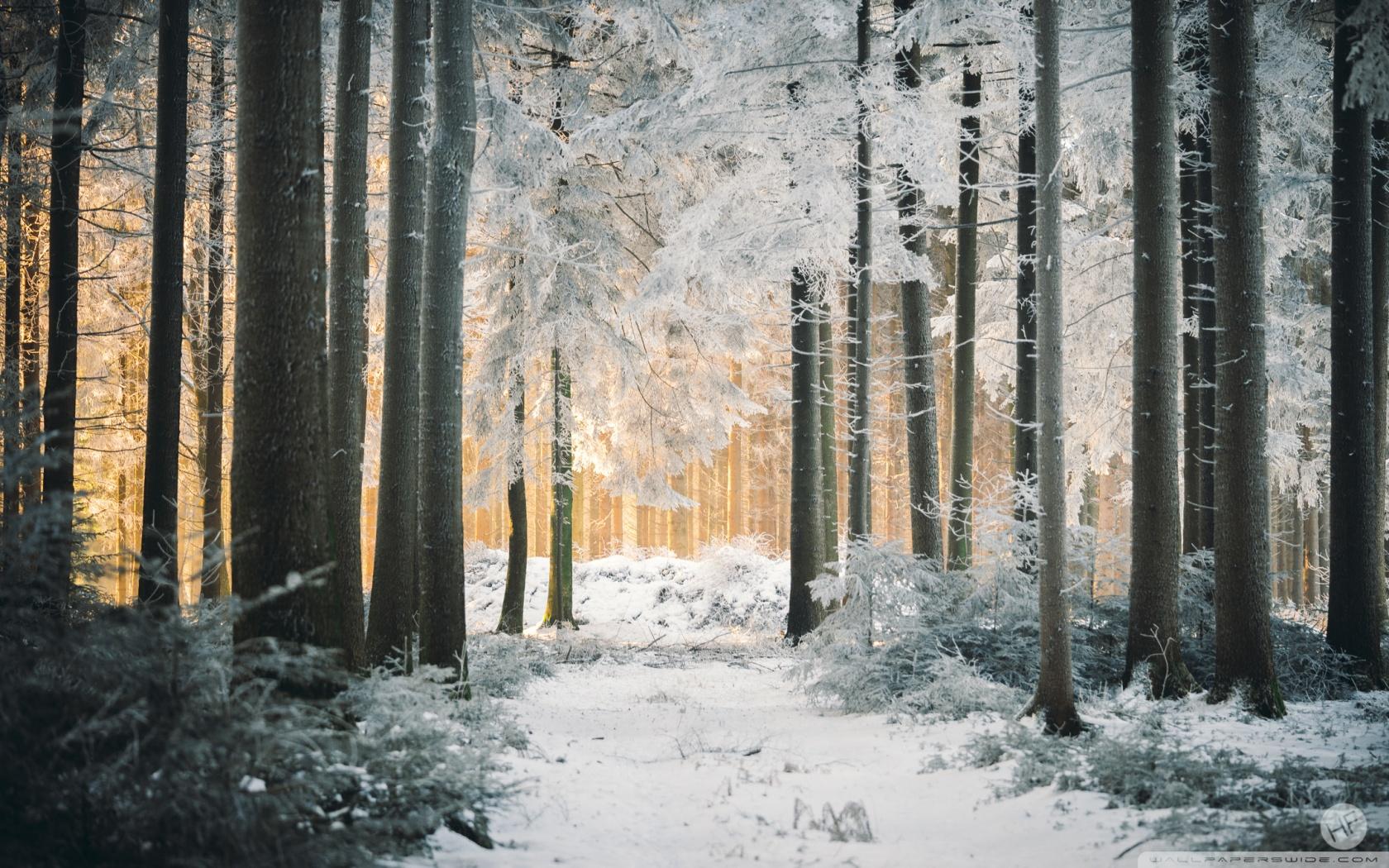 White Forest, Path, Snow, Winter, Sunlight Ultra HD Desktop