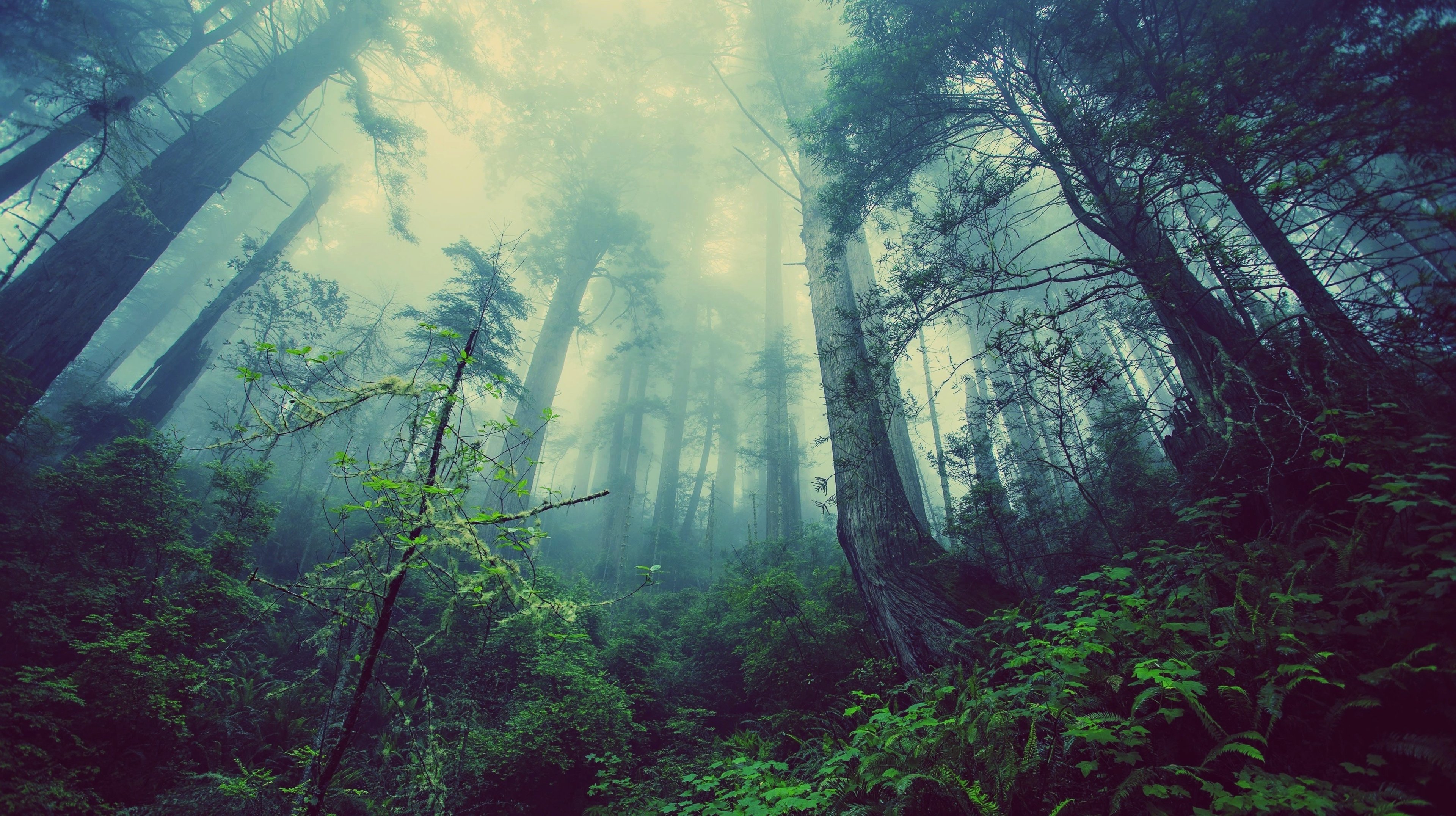 landscapes, Nature, Jungle, Forest, Trees, Plants, Fog, Tall
