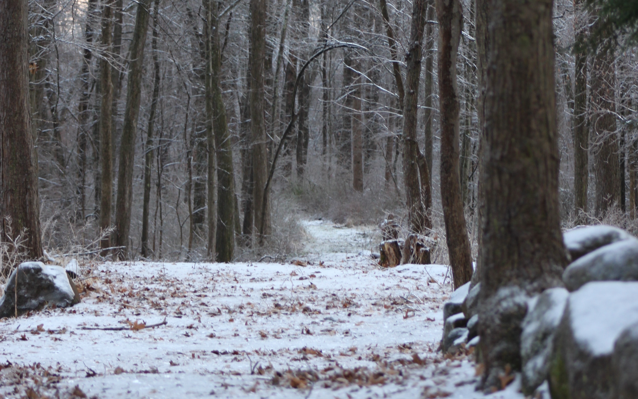 Download wallpaper 2560x1600 forest, path, snow, winter, nature