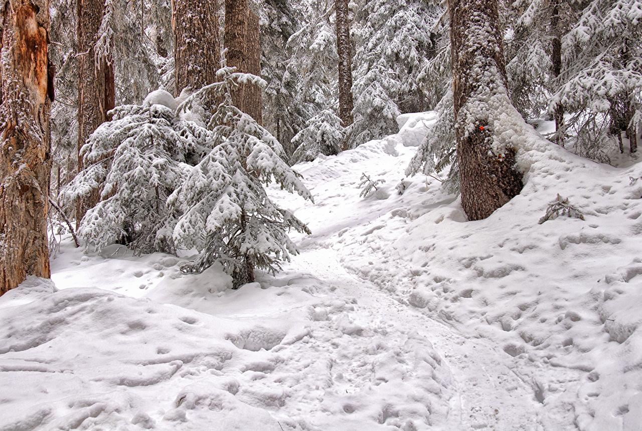 image Trail Nature Winter Snow Forests Seasons