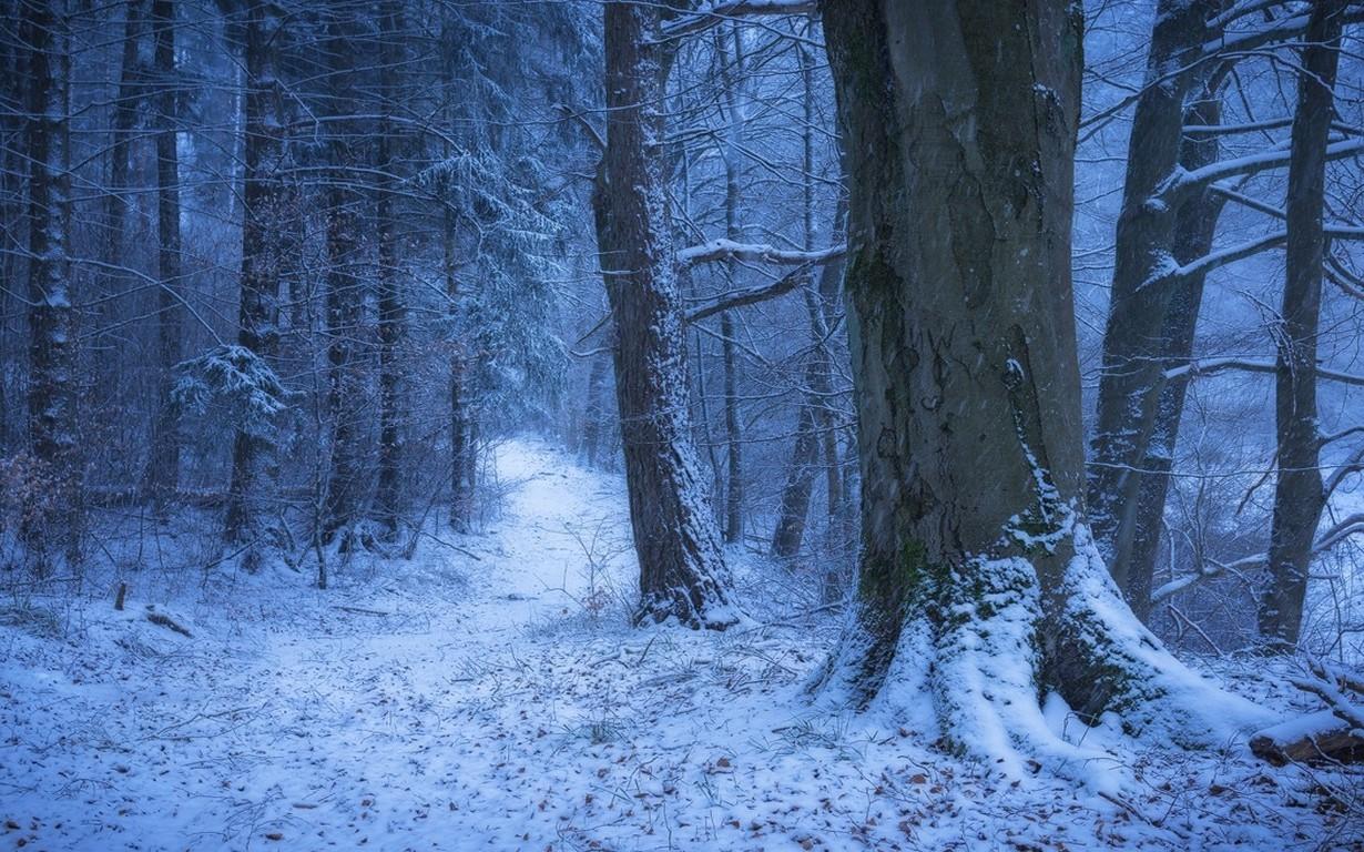 nature, Landscape, Winter, Germany, Forest, Snow, Path, Cold