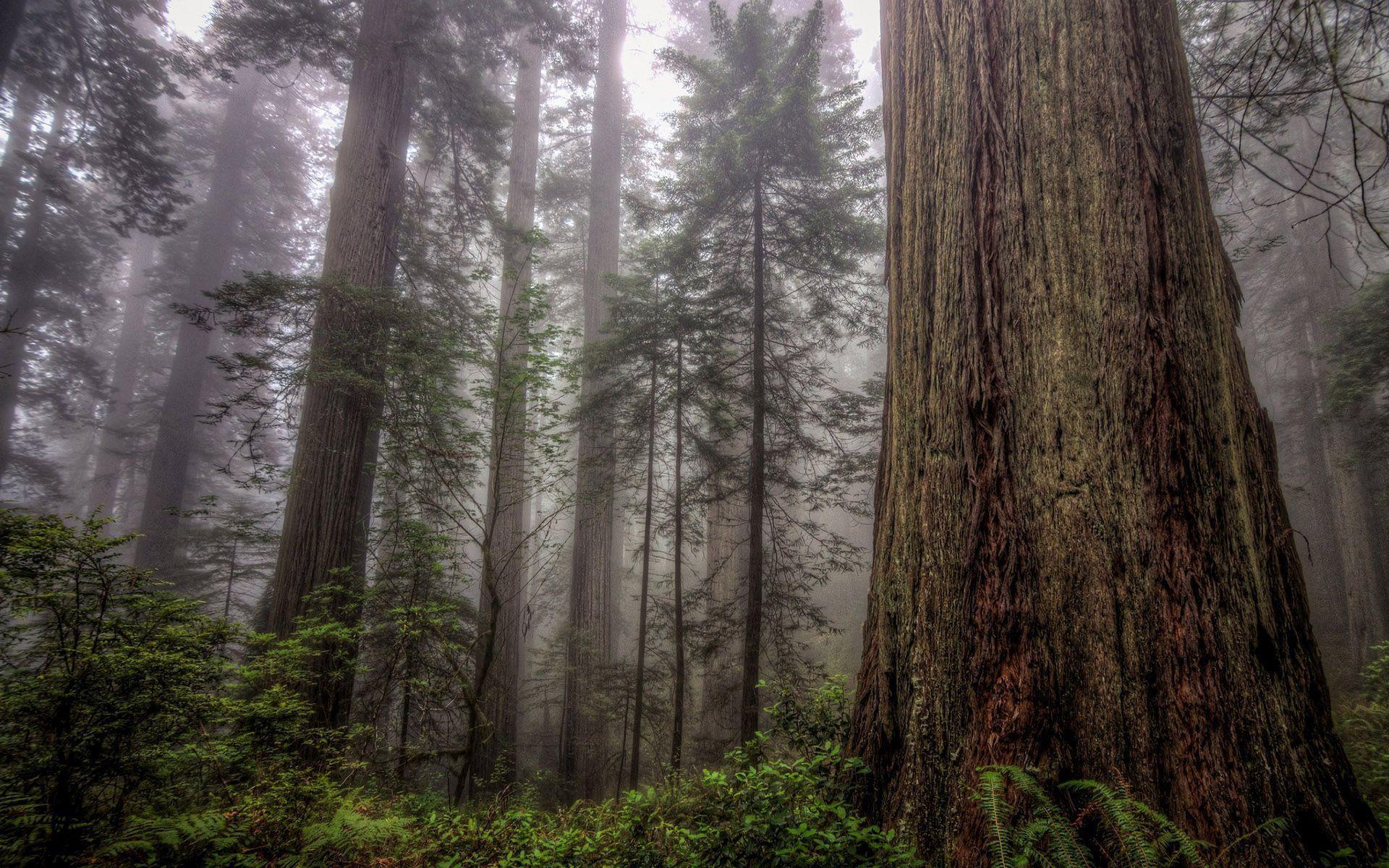 Tall trees in the foggy forest HD desktop wallpaper, Widescreen