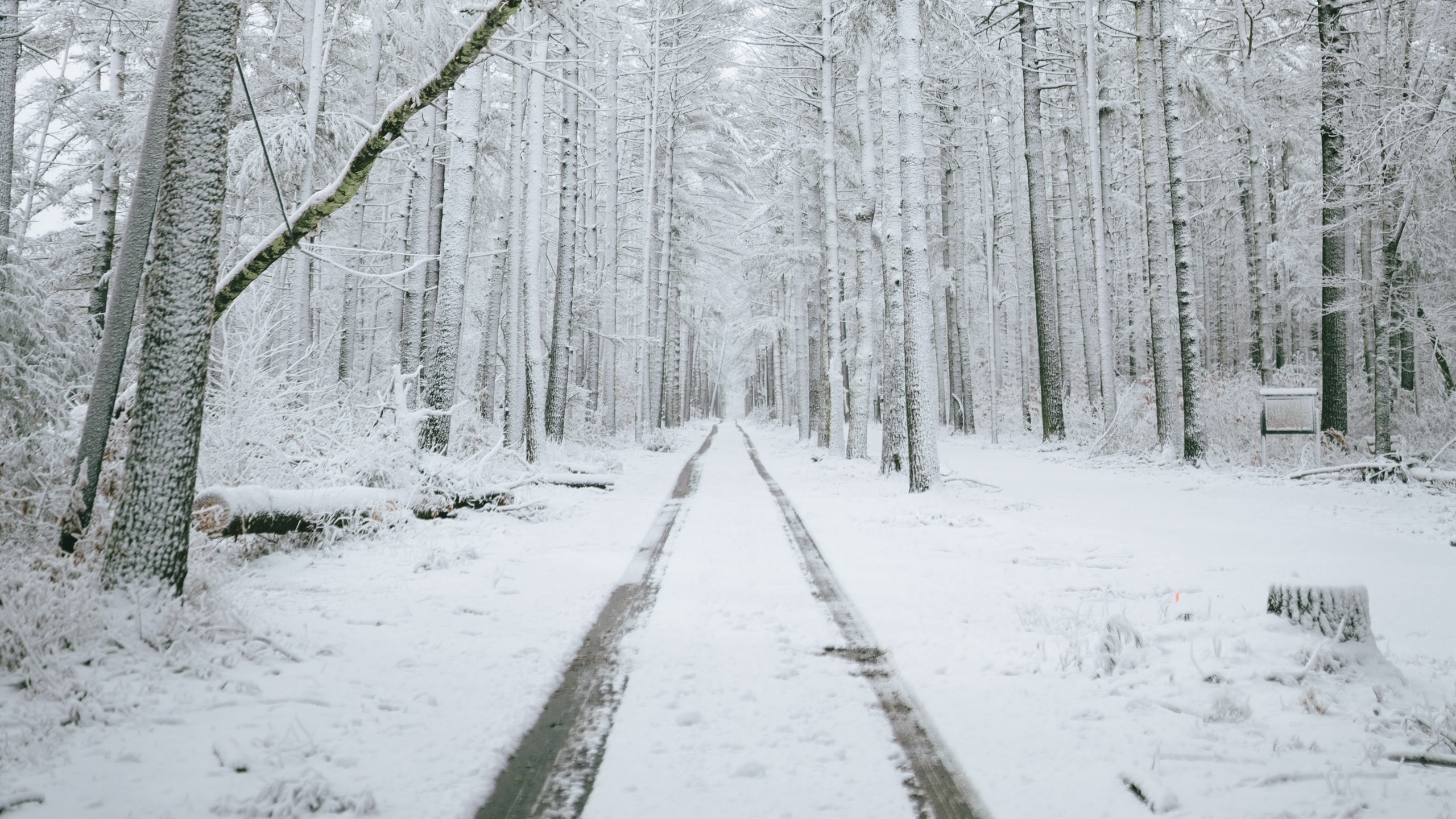 Download wallpaper 2560x1440 forest, path, snow, trees, winter