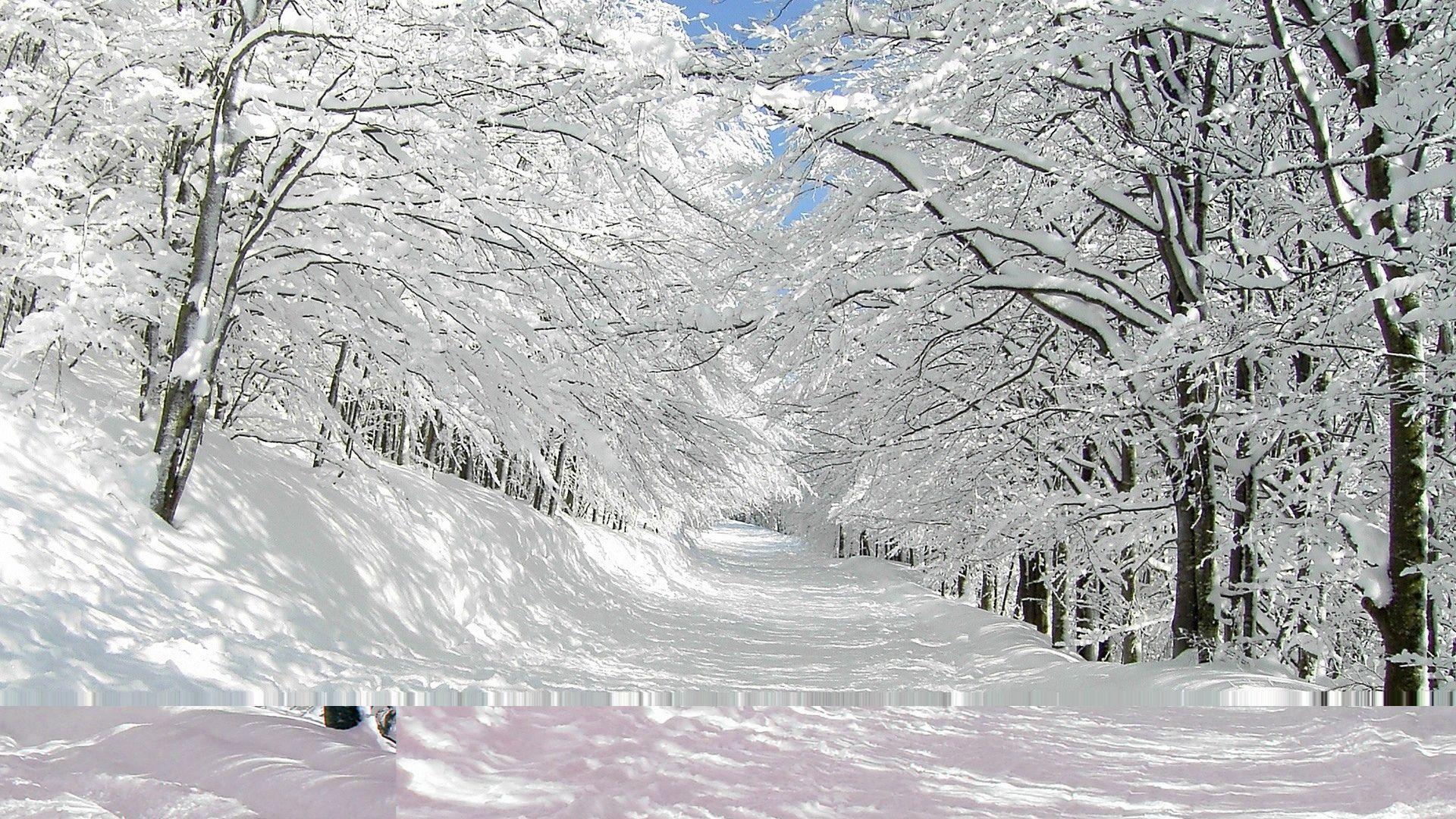 White Forest Path Snow Winter Sunlight Wallpapers Wallpaper Cave