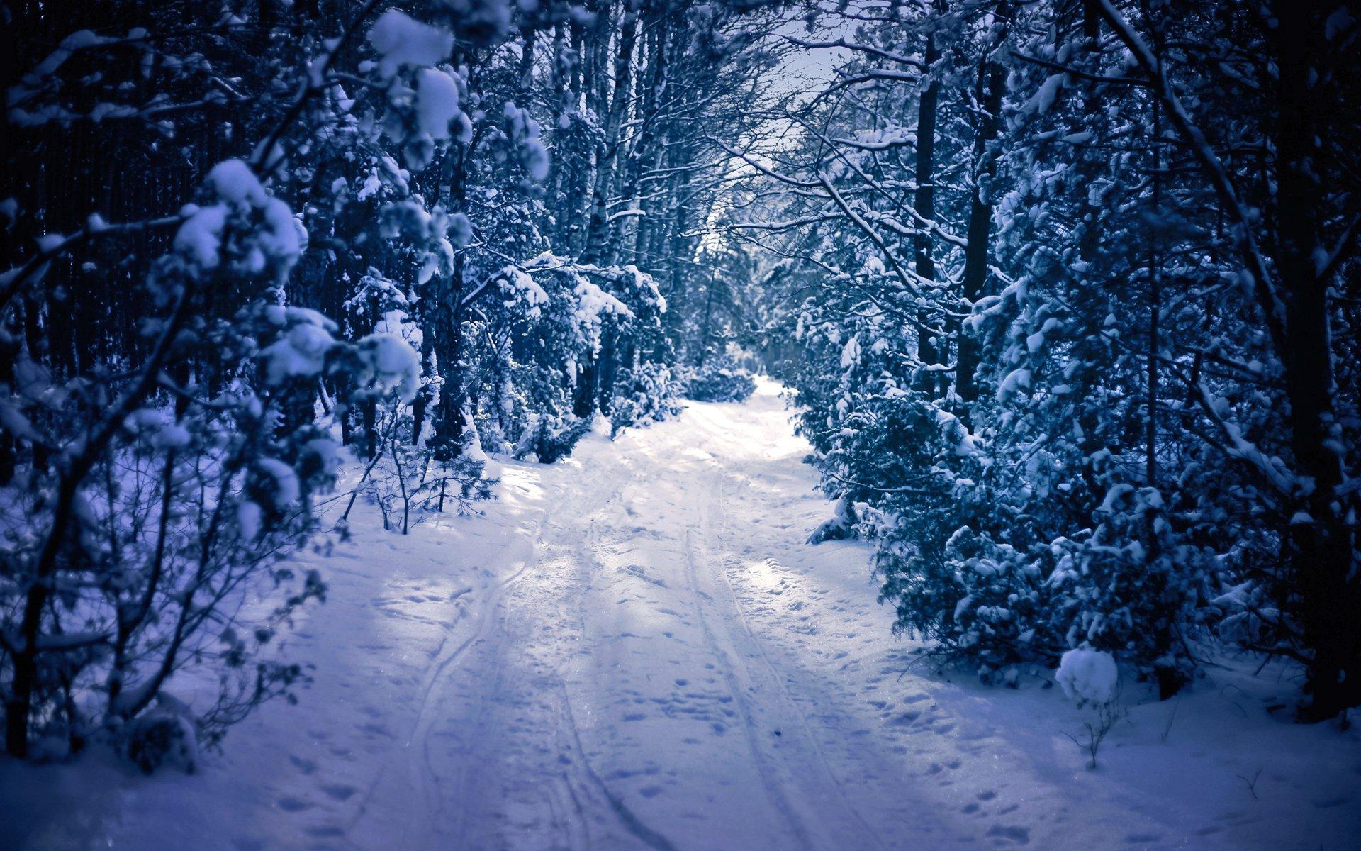 Narrow Path through Snowy Forest HD Wallpaper. Background Image