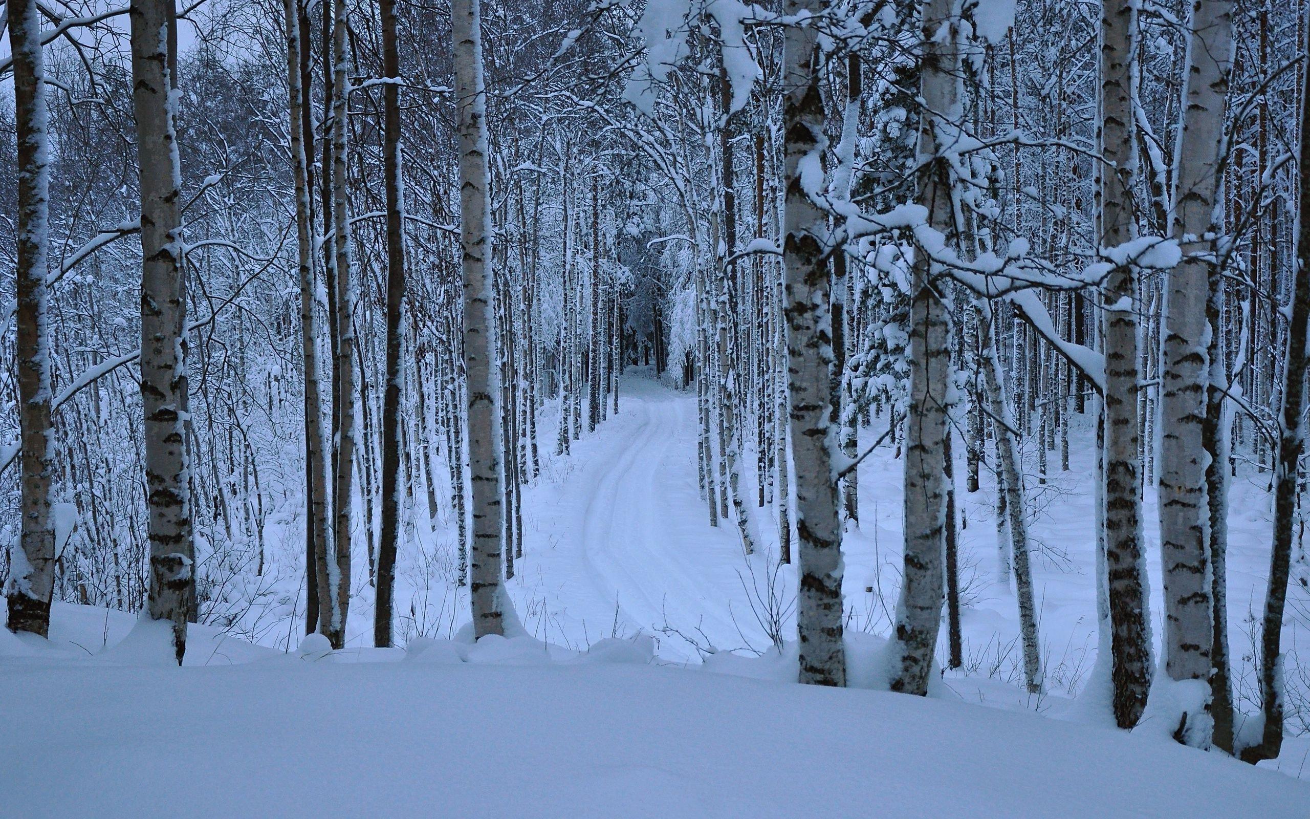 Winter Birch Forest HD Wallpaper. Background Imagex1600