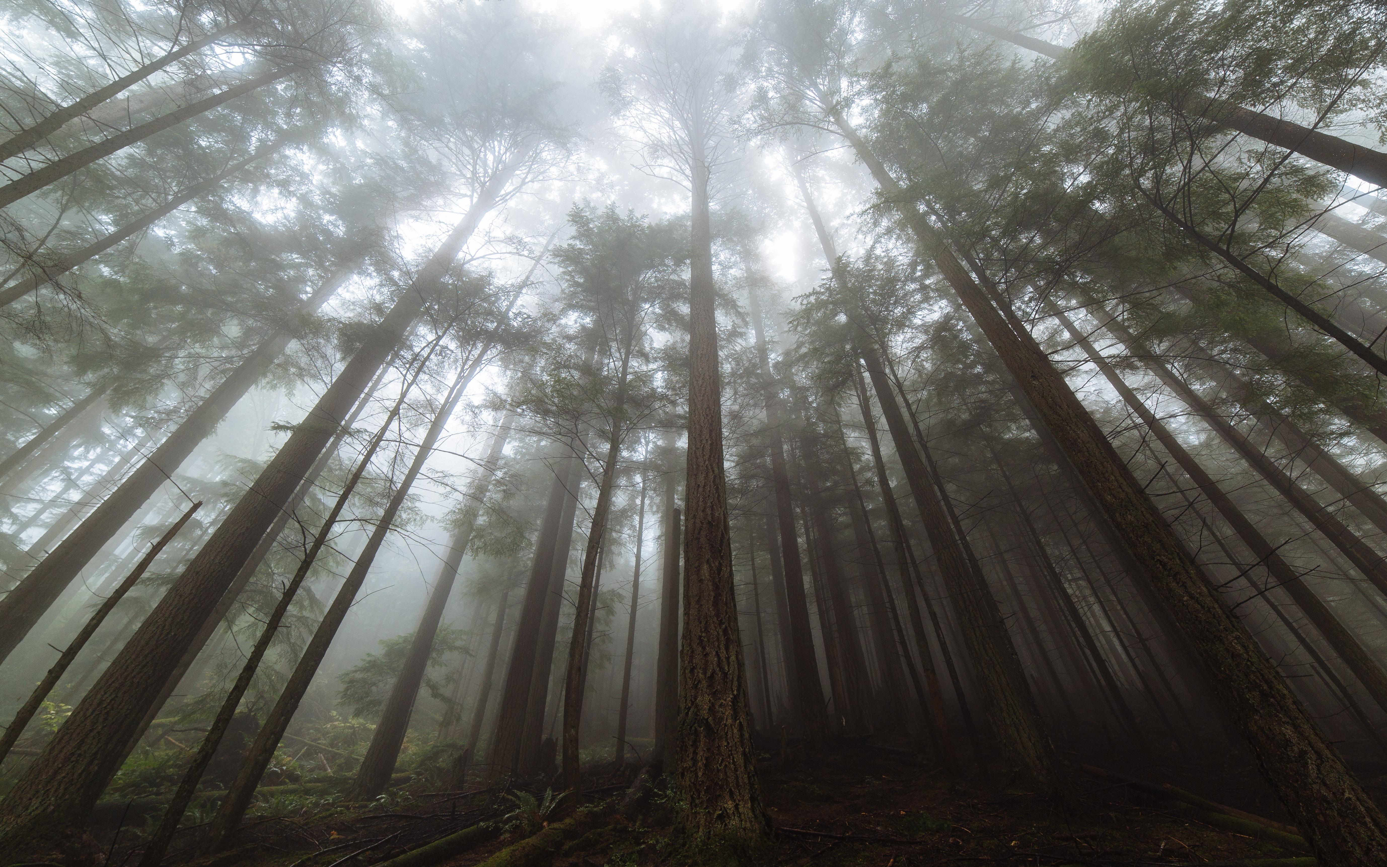 Forest Tall Trees Fog Wallpapers Wallpaper Cave 7905