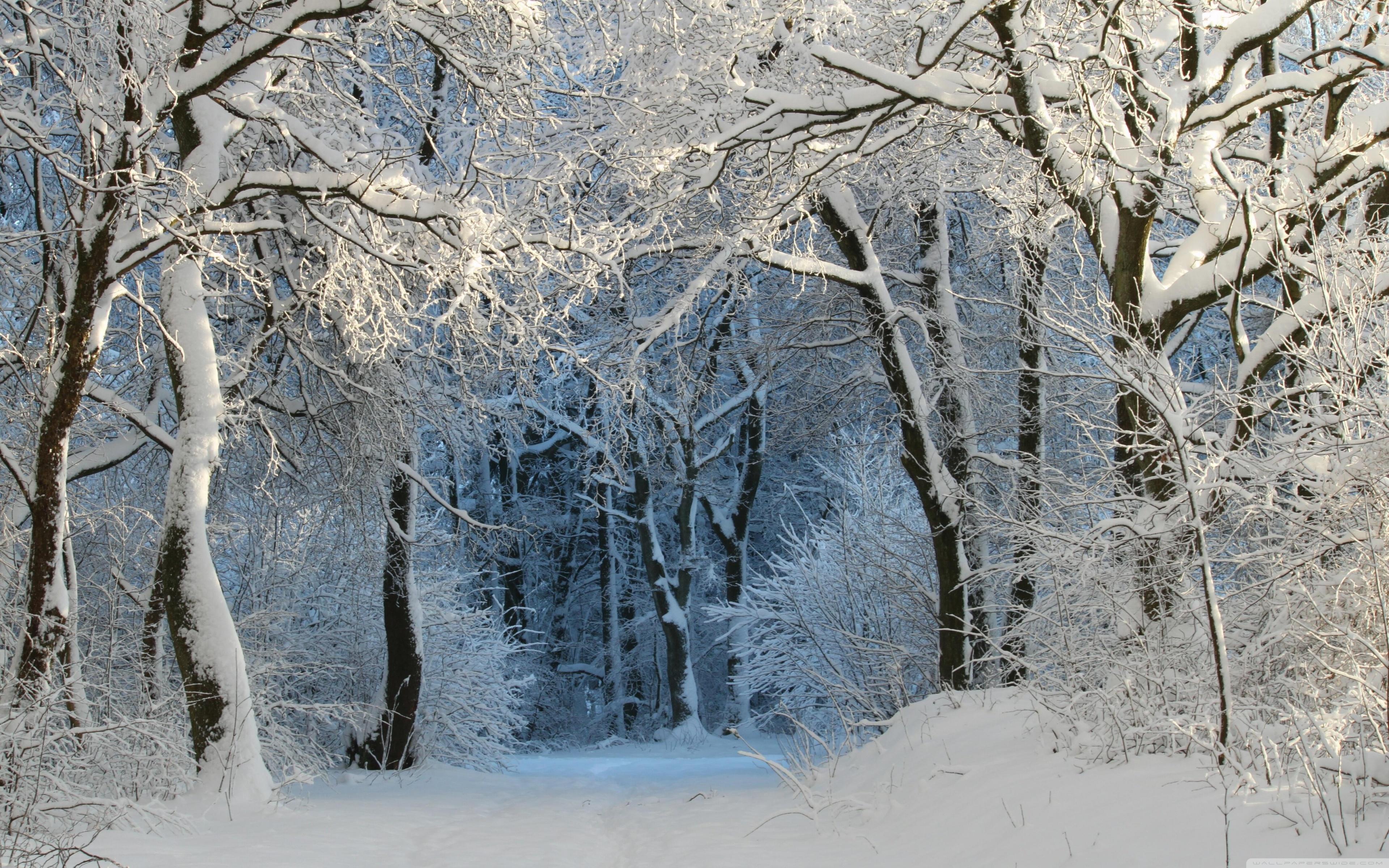Into the Forest, Winter Ultra HD Desktop Background Wallpaper
